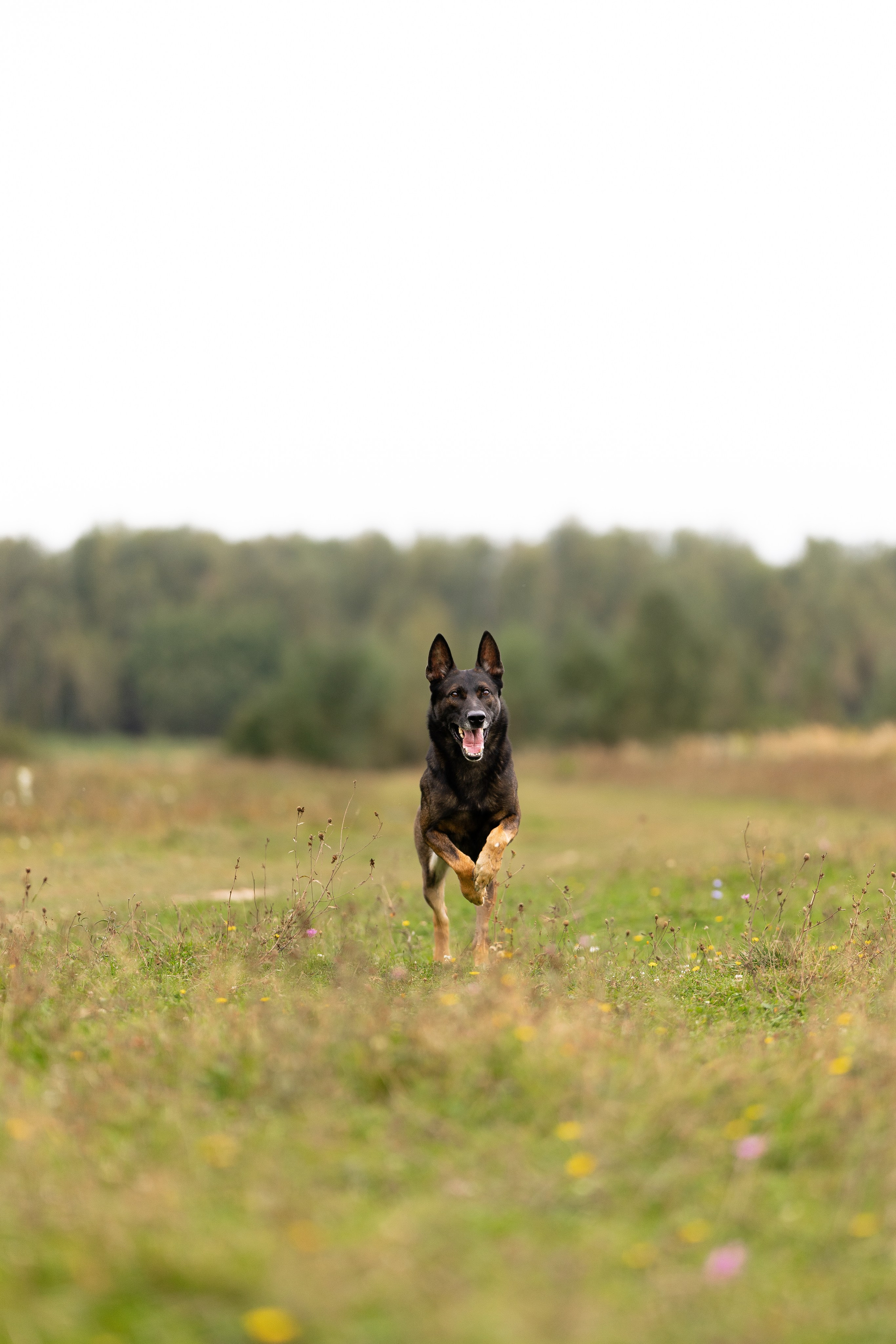 Макс. Фотограф и видеограф анималист Аганина Дарья