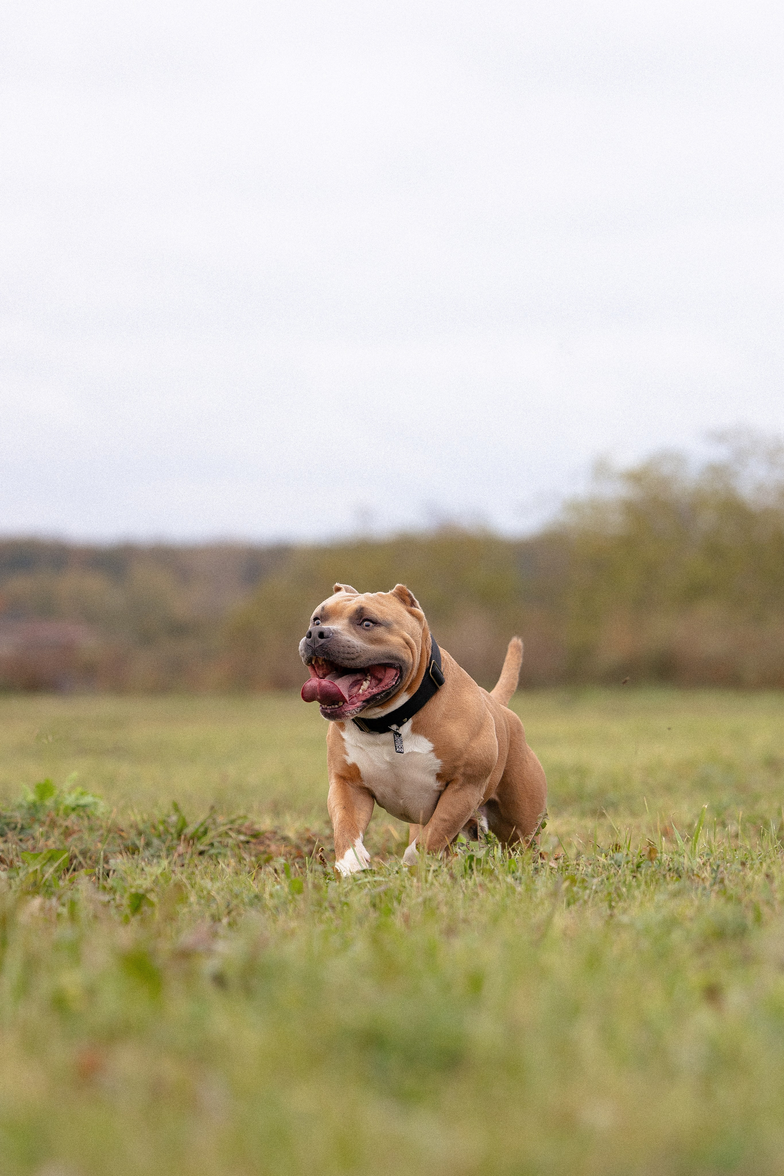 Алена и Тор. Фотограф и видеограф анималист Аганина Дарья