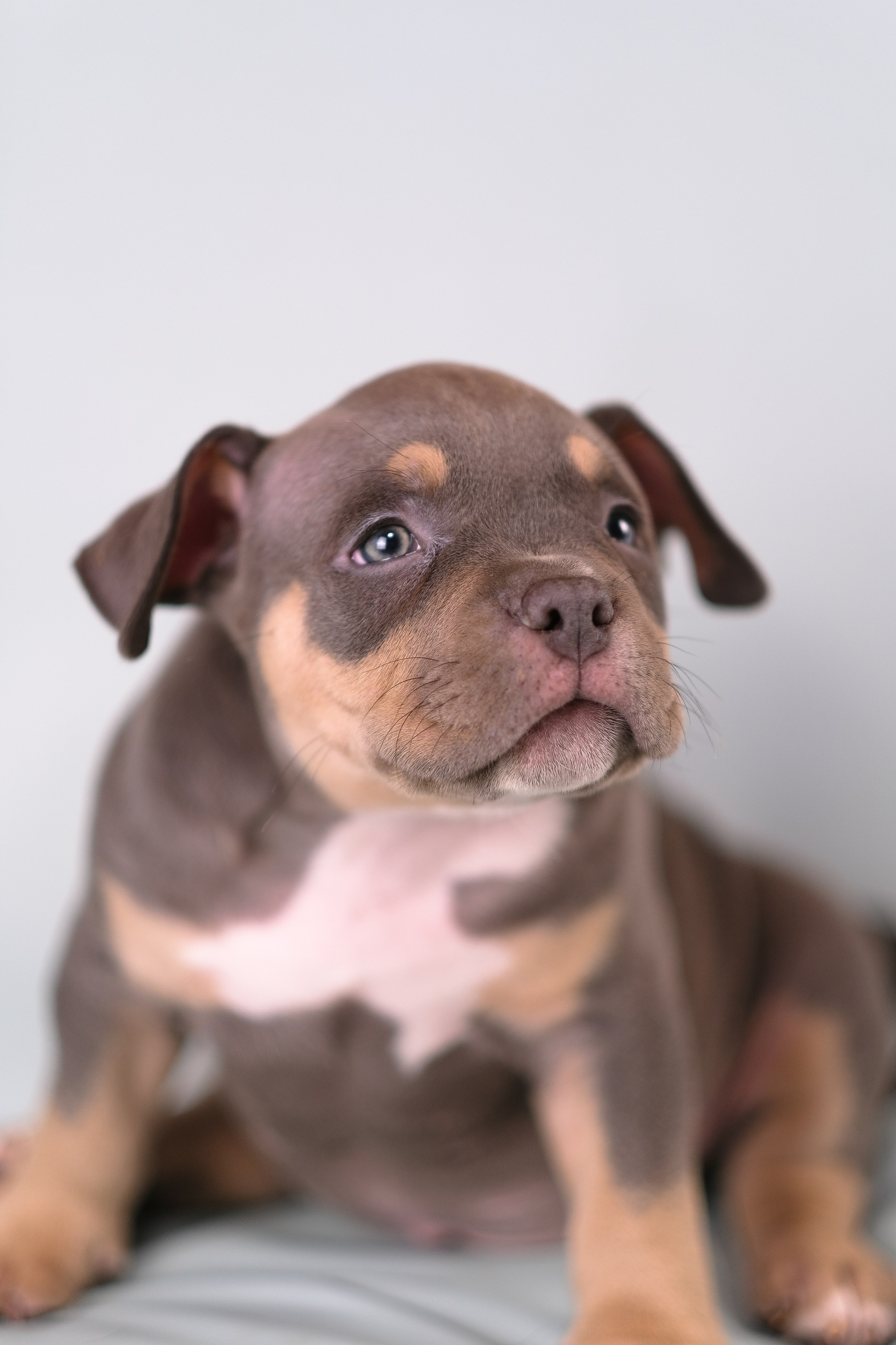 Американский Булли. Фотограф и видеограф анималист Аганина Дарья