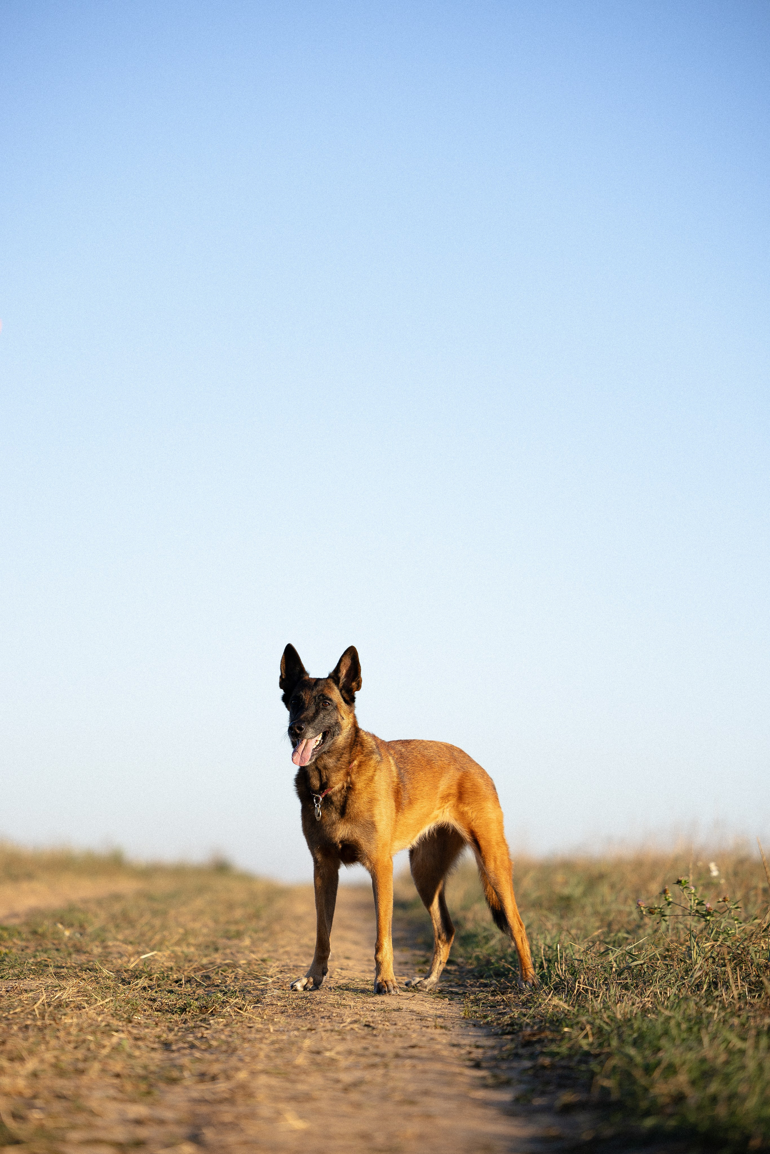 Женя, Афра и Молли. Фотограф и видеограф анималист Аганина Дарья