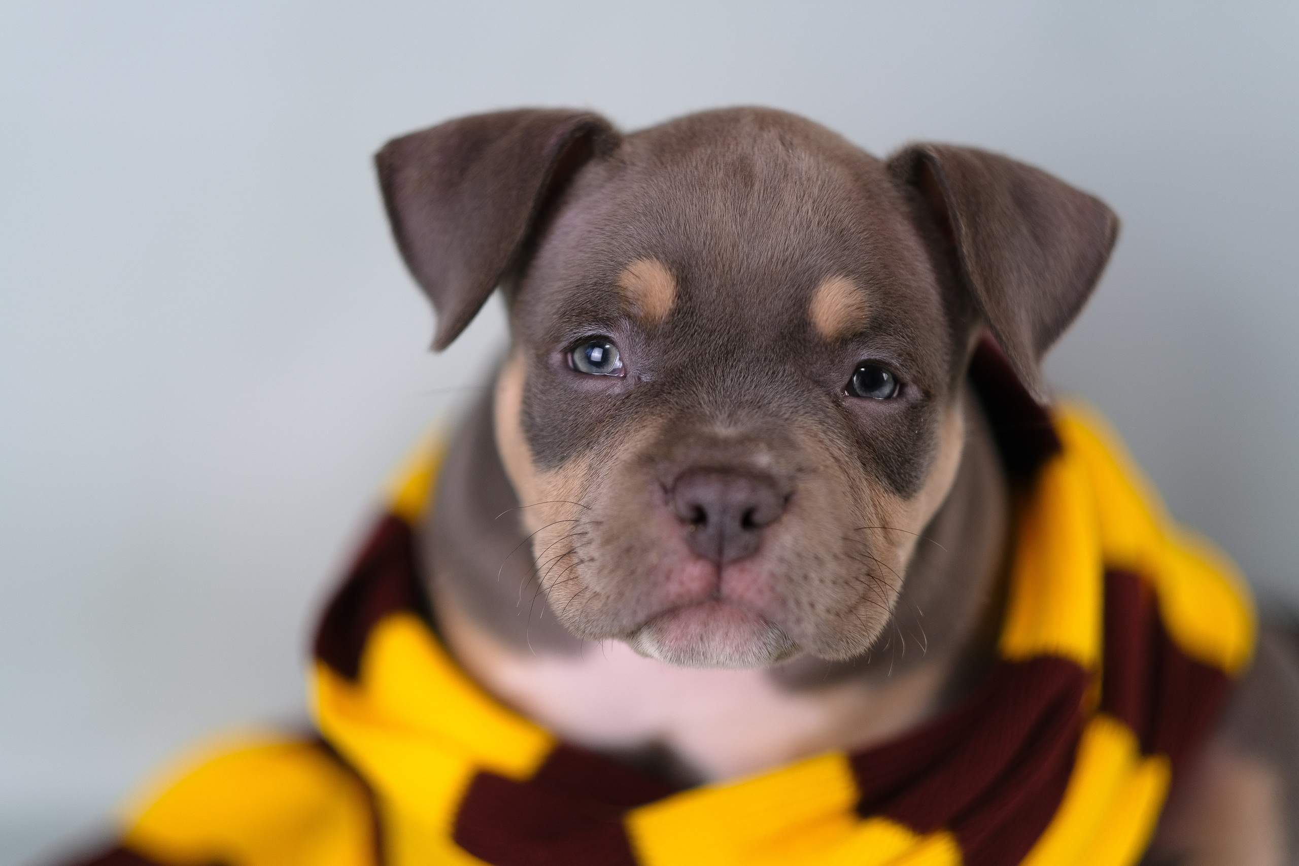 Американский Булли. Фотограф и видеограф анималист Аганина Дарья