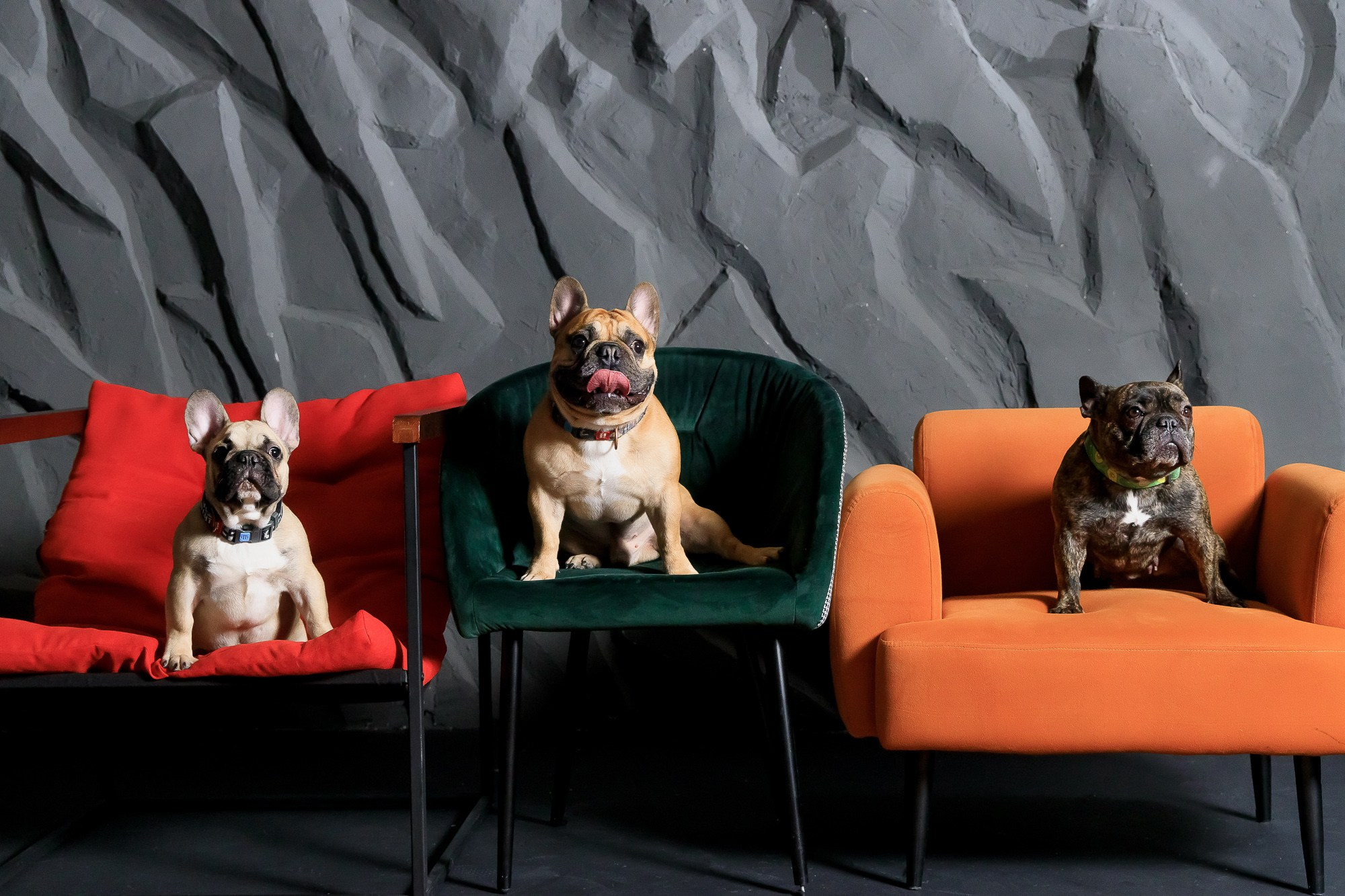 Семейная фотосессия с питомцами в студии. Фотограф в Саратове Ольга Мазлова