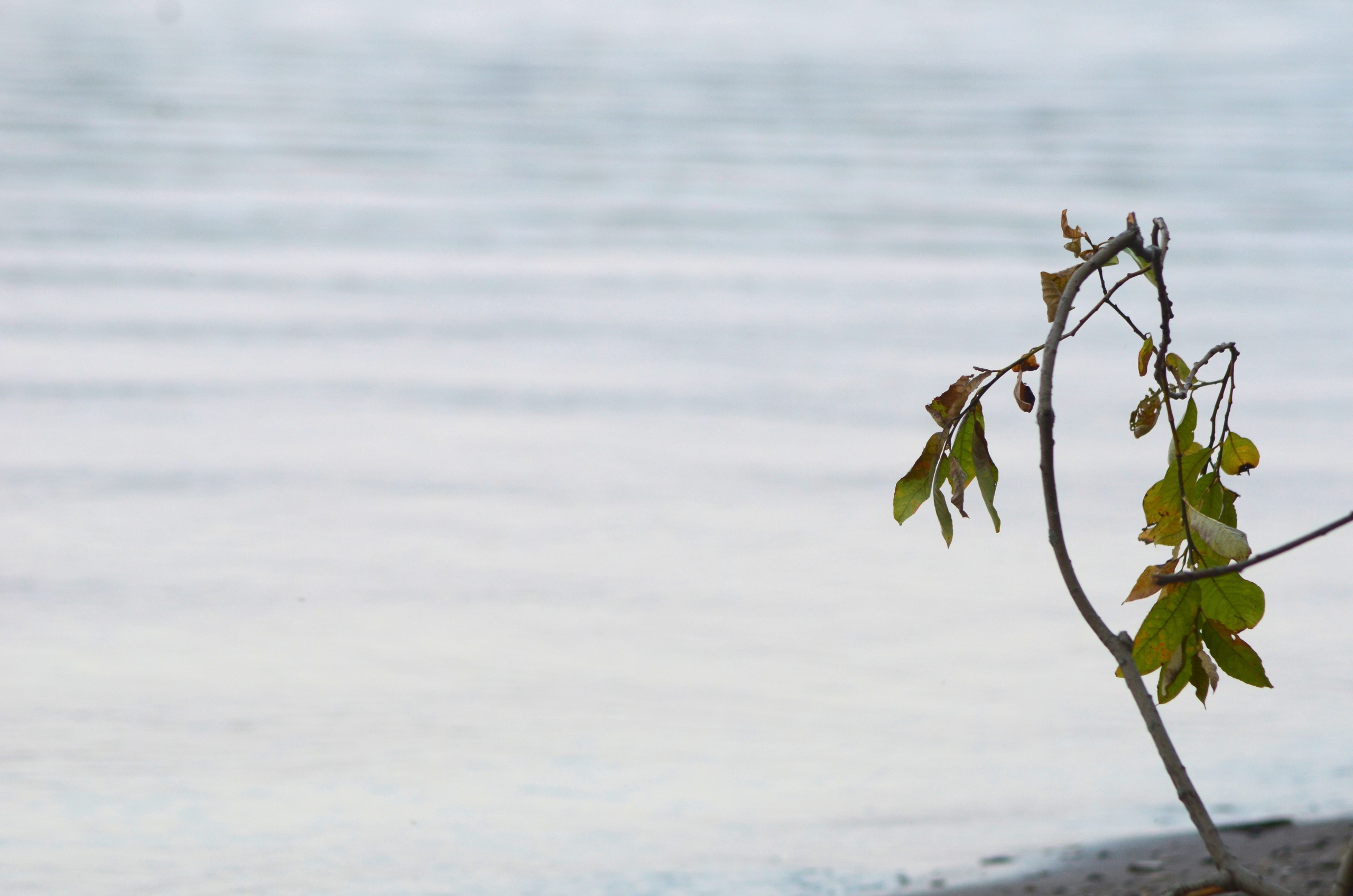 Системы хранения с фасадами из дикого дерева. Авторская фотография. Близнецовые пламёна
