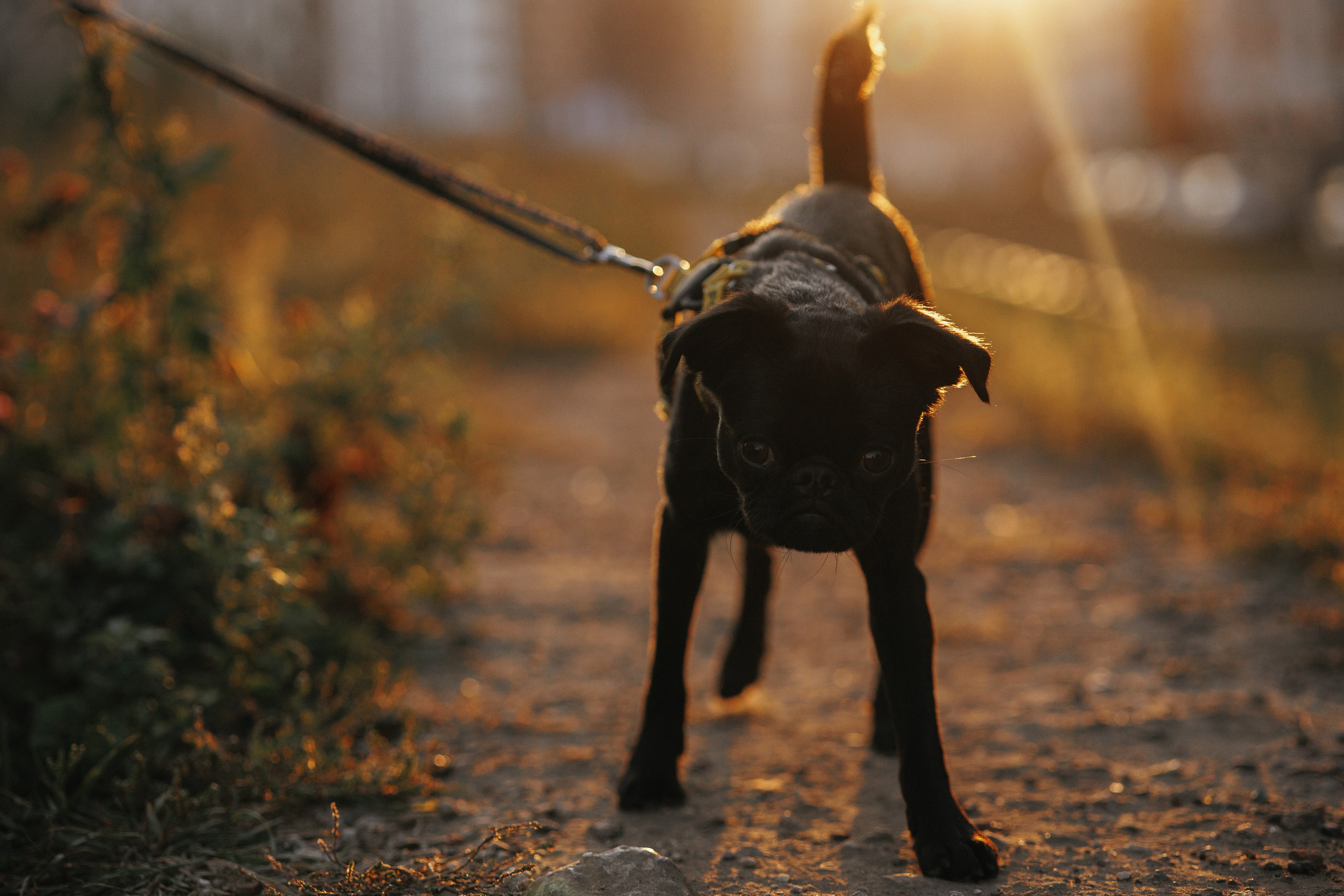 Закатная съемка с собакой. Анастасия Белаш