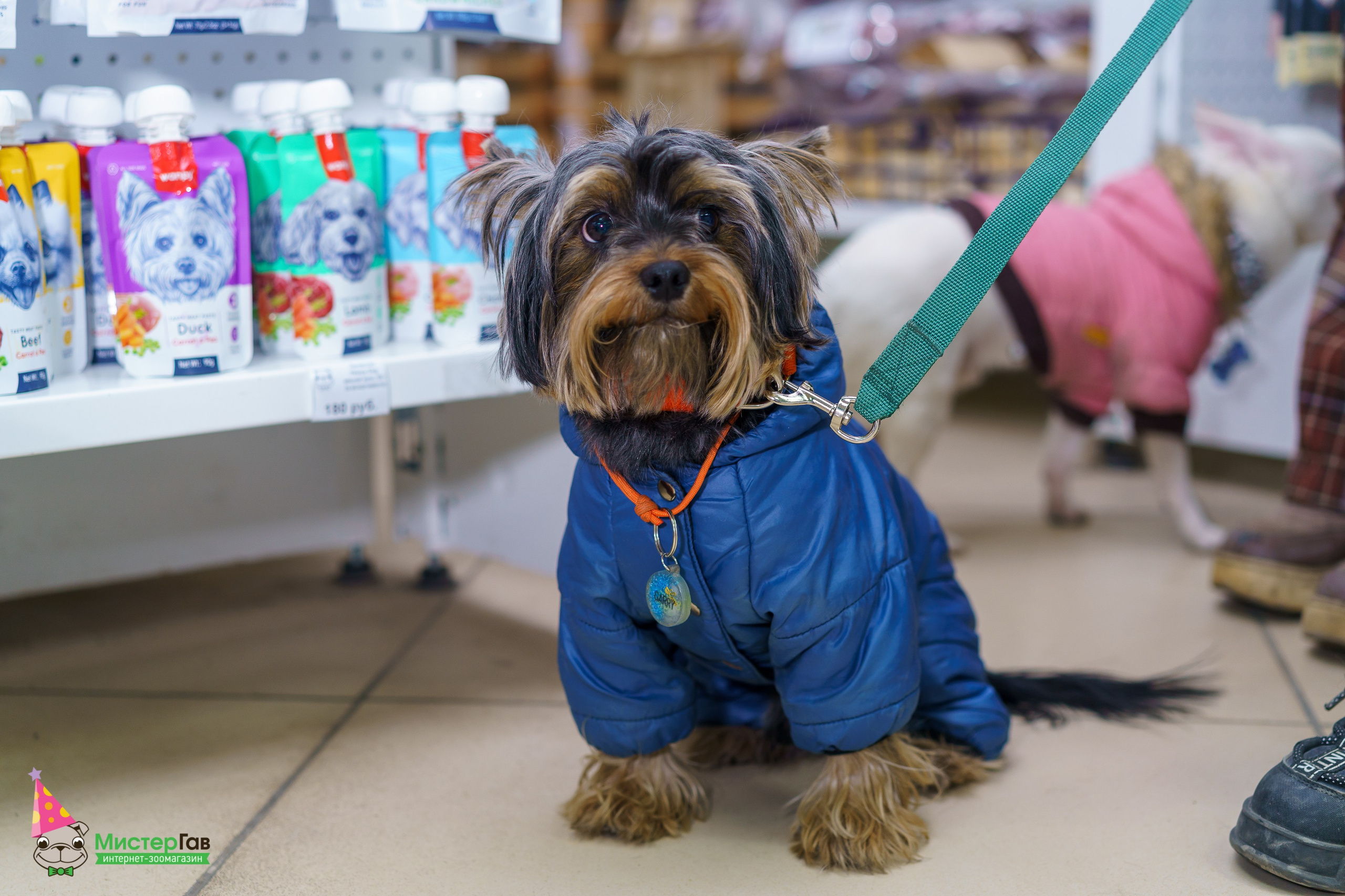 Мистер Гав -13 лет!. Фотограф Челябинск · Ольга Серебрякова
