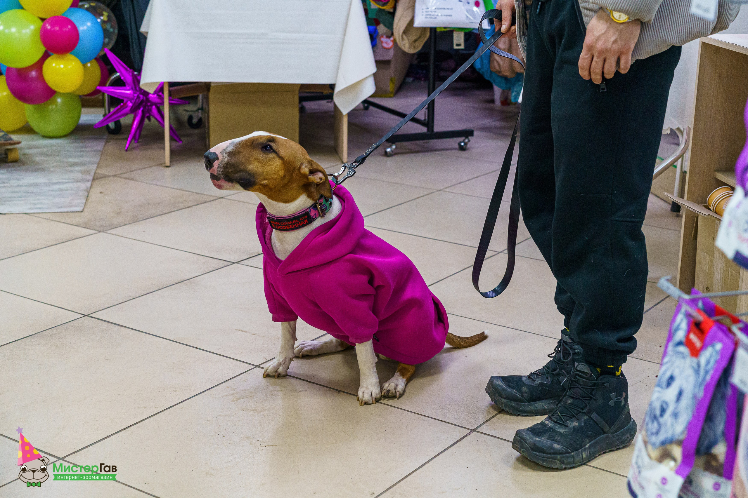 Мистер Гав -13 лет!. Фотограф Челябинск · Ольга Серебрякова