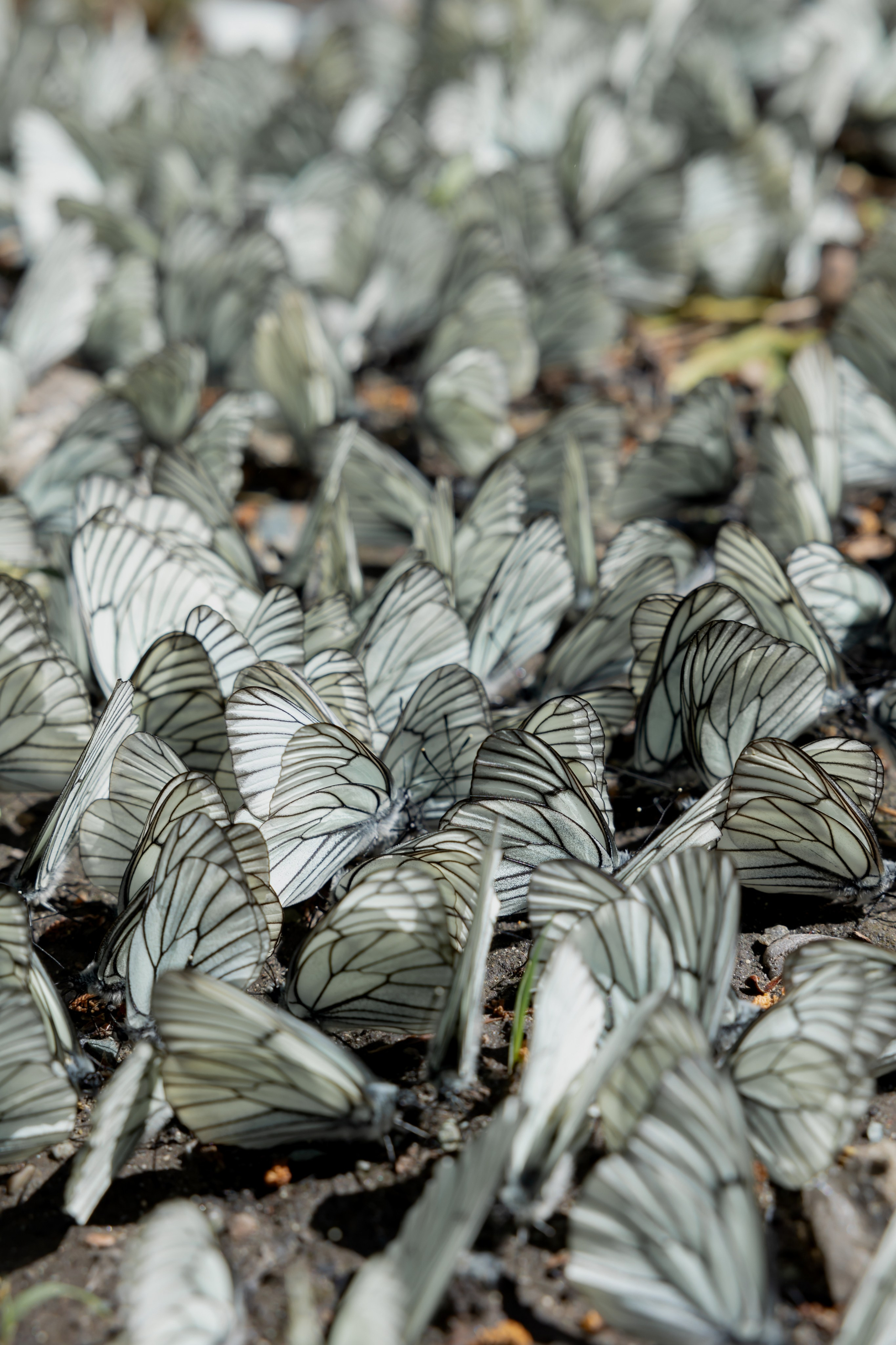 Алтай Бизнес-клуб «Новые Горизонты». Фотограф Москва Людмила Белова
