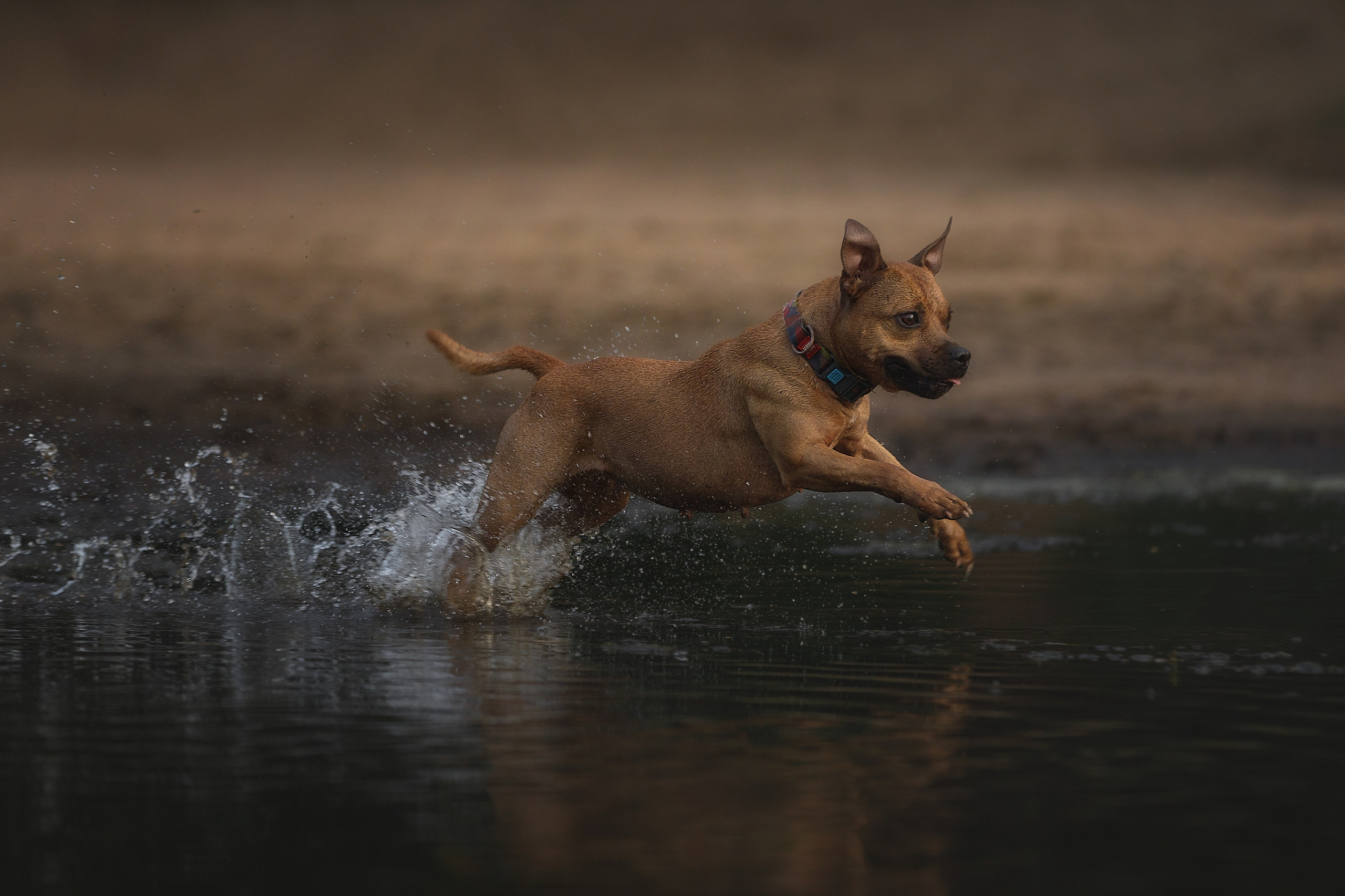 Фотограф-анималист в Калуге Мария Шерскова