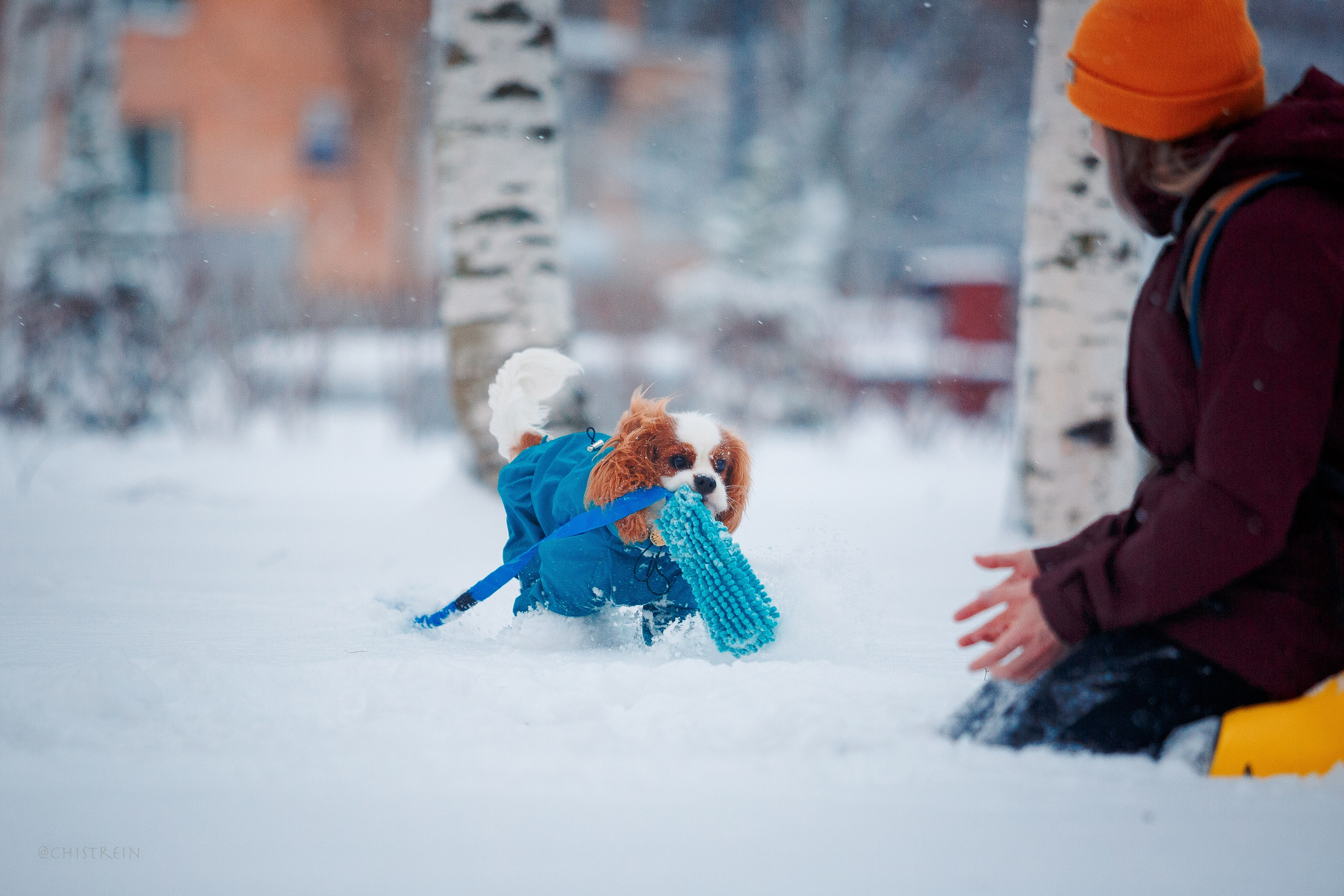 Внезапно апрельская зима. Фотограф-анималист Наталия Чистюхина в г. Сосновый Бор и ЛО