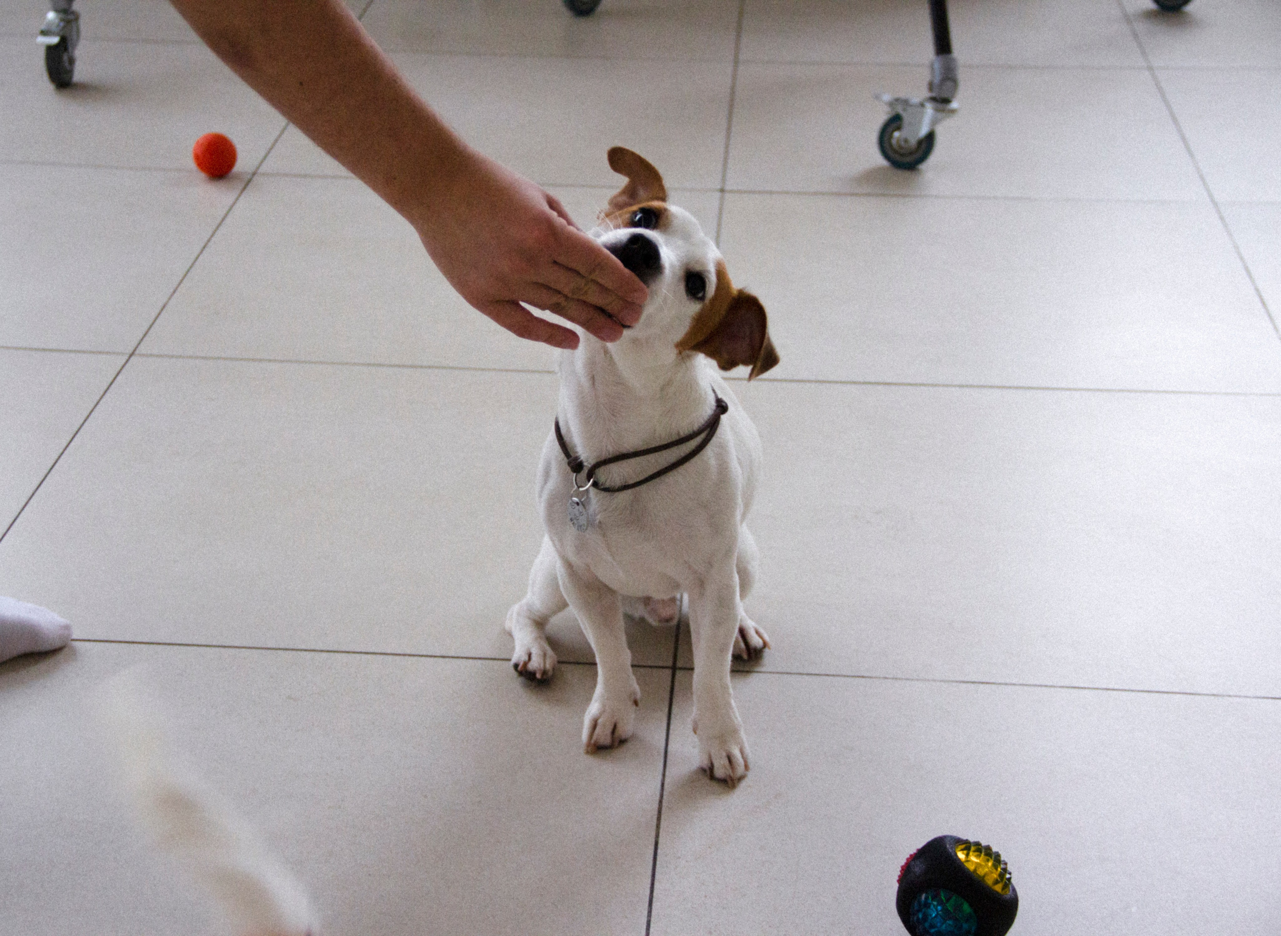 Валерия и Алексей. Фотограф в Санкт-Петербурге Смирнова Диана