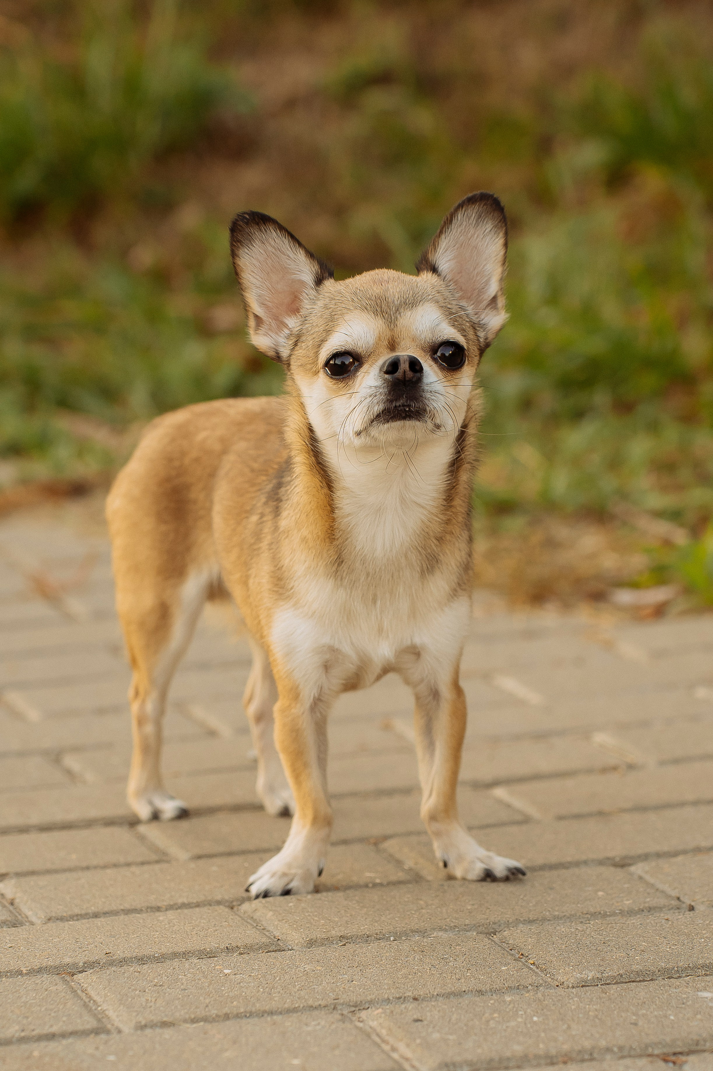 ТЕПЛО ОДНОЙ СЕМЬИ. Свадебный фотограф Диана Грицай