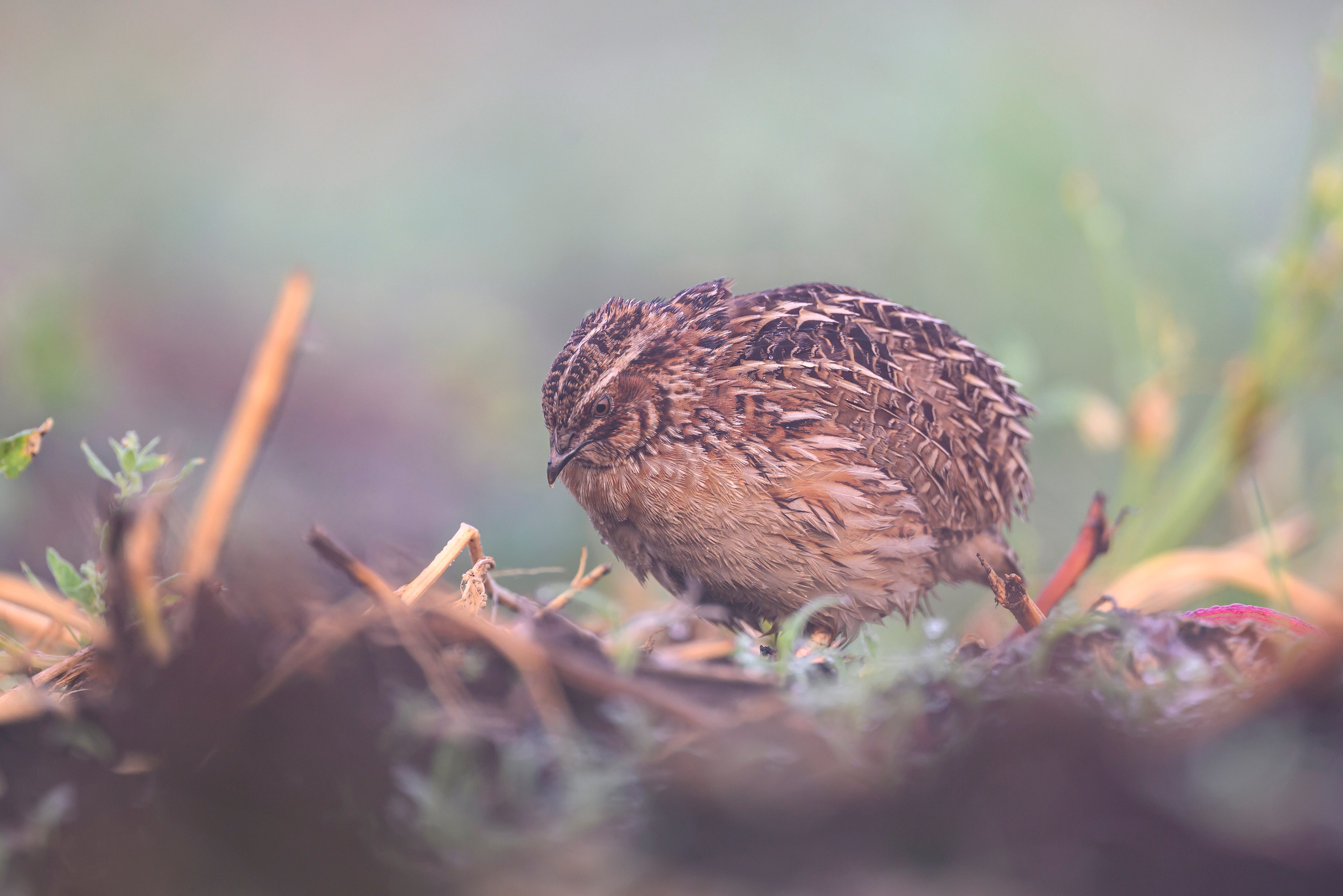 Перепела в тумане. Wildlife photography by Sergey Puponin