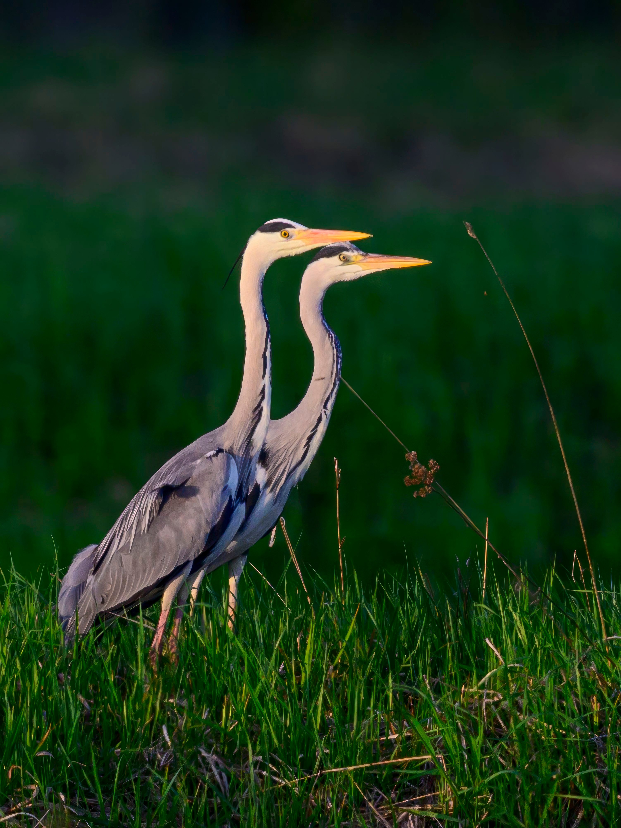 Дмитров. Фотограф Сергей Пупонин