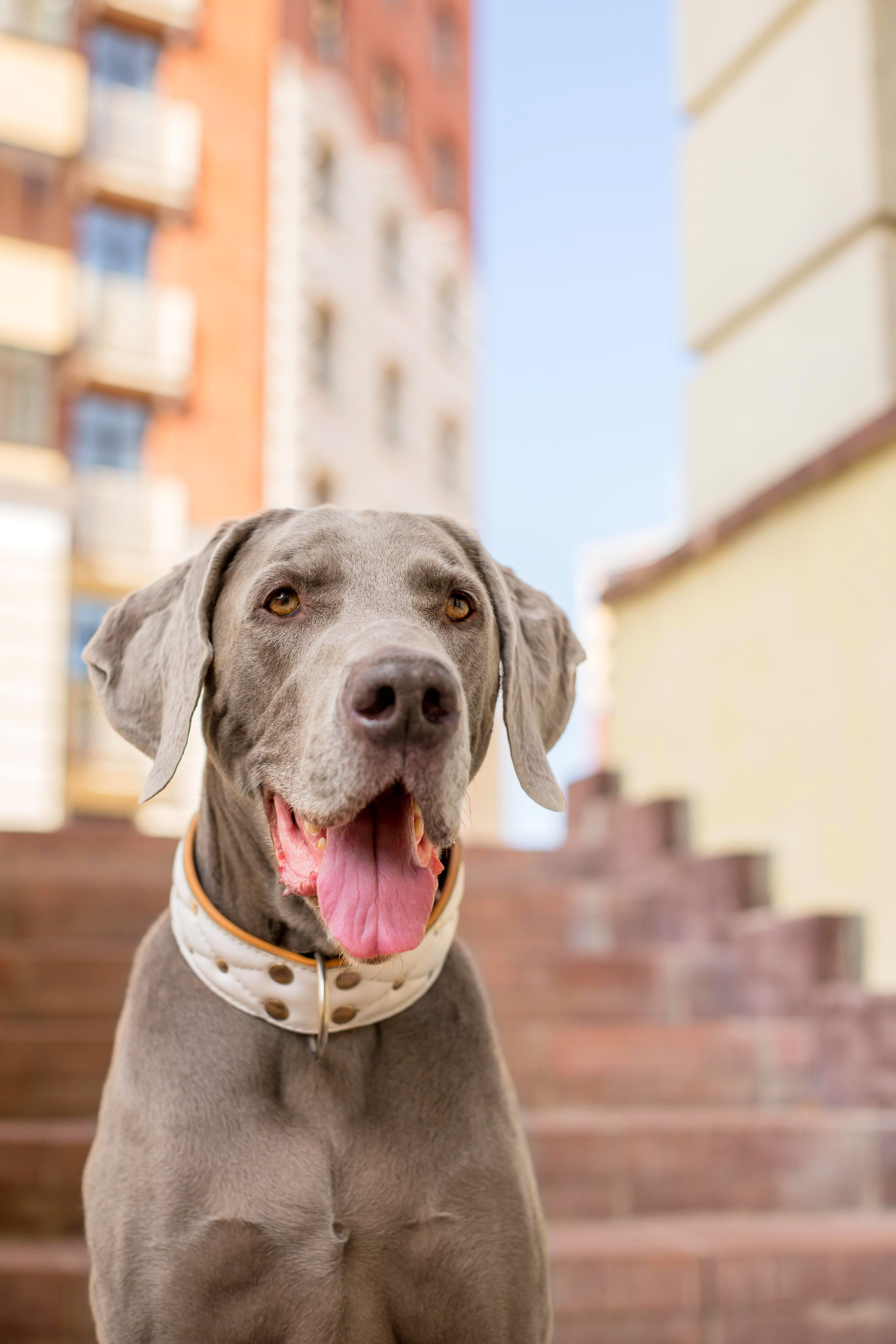 Евгения и Данте. Https://moshkovaphoto.ru/