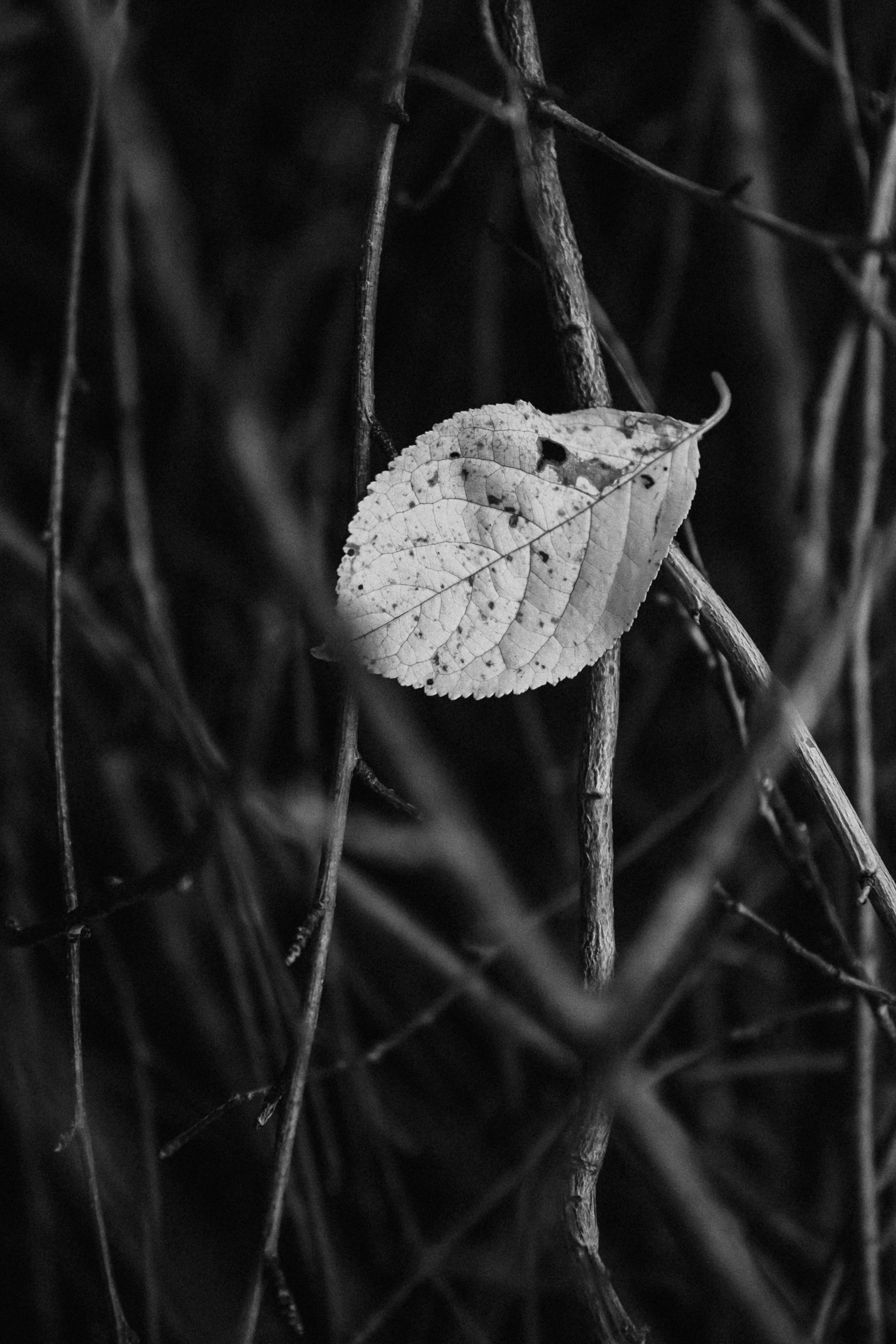 NEST. Фотограф