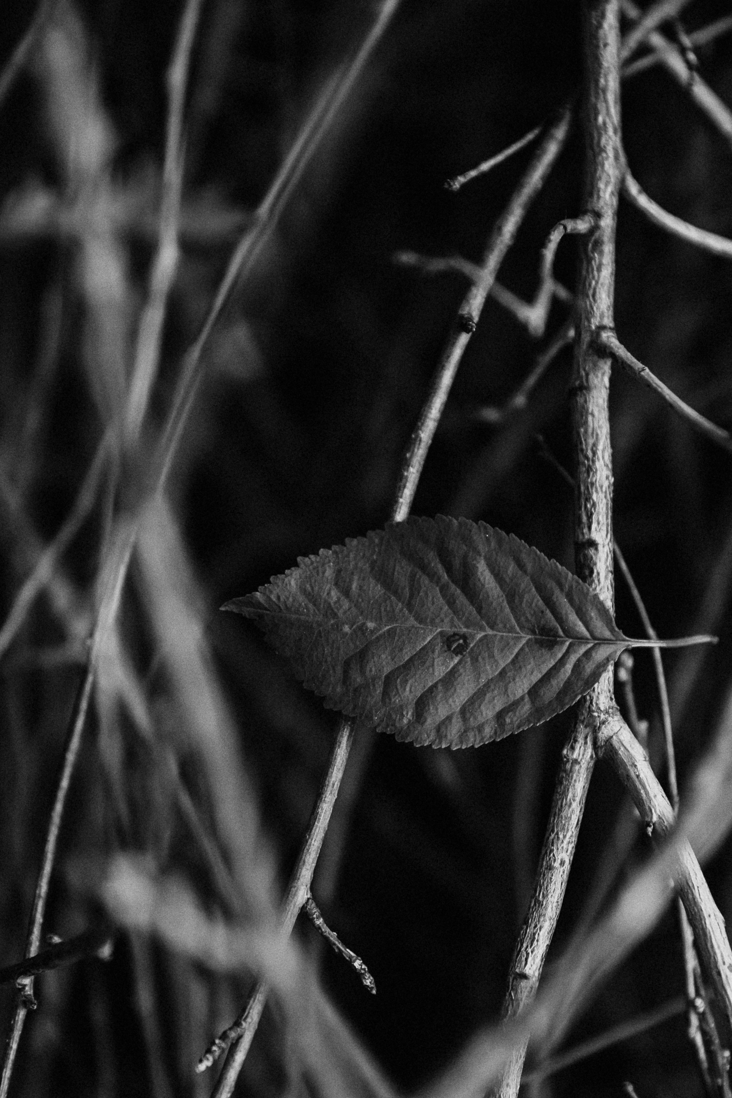 NEST. Фотограф