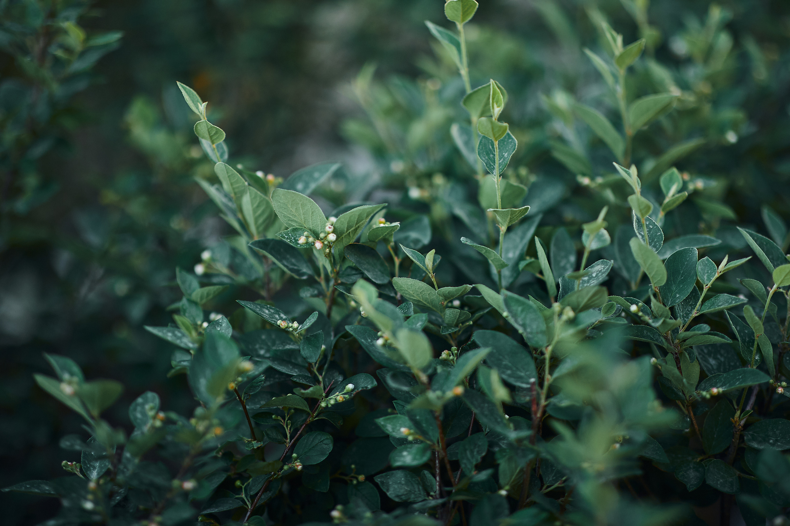 Никольский. Бизнес портрет Аэросъемка Интерьерная съемка Тюмень