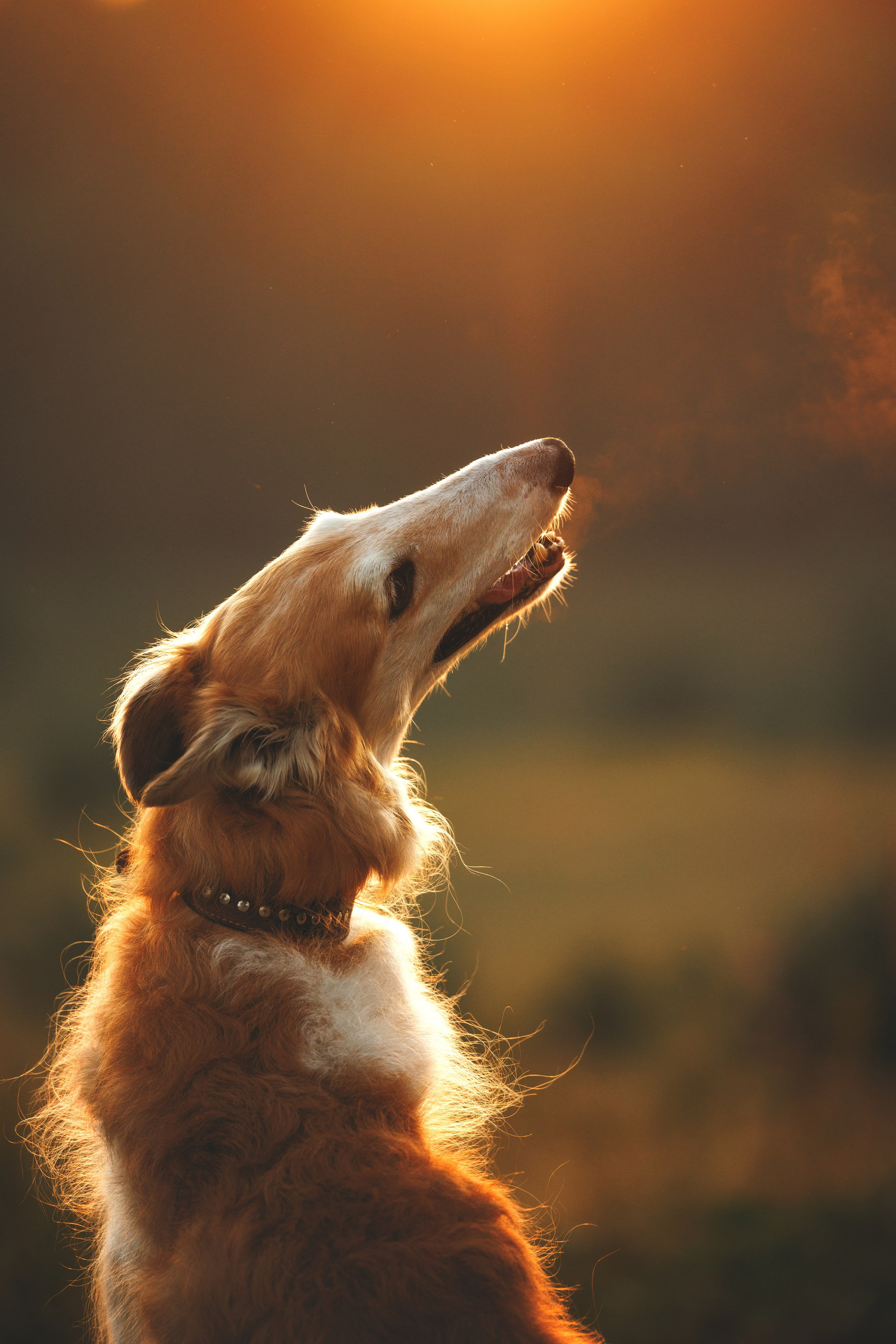 Сергей, Оксана и Жара. Фотограф анималист Осипчикова Мария