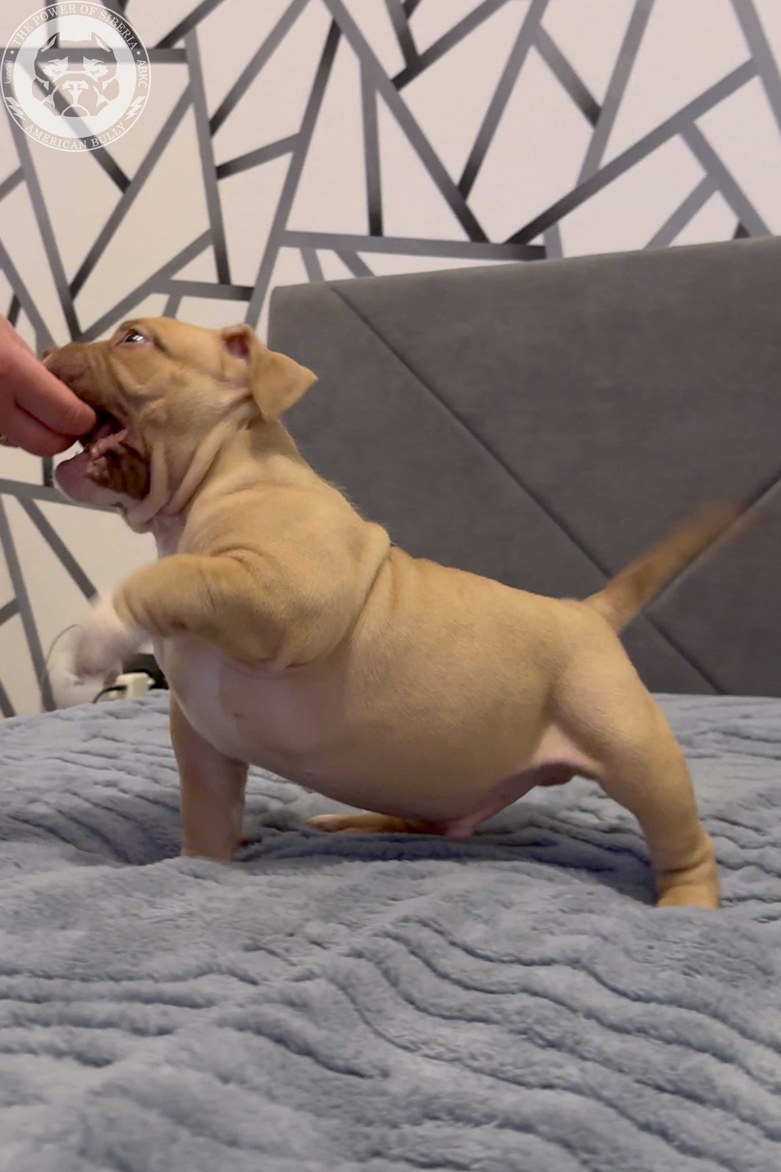 Свободные щенки Американский Булли, в типах покет, классик, стандарт. Американский Булли в г. Ростов-на-Дону. Питомник THE POWER OF SIBERIA