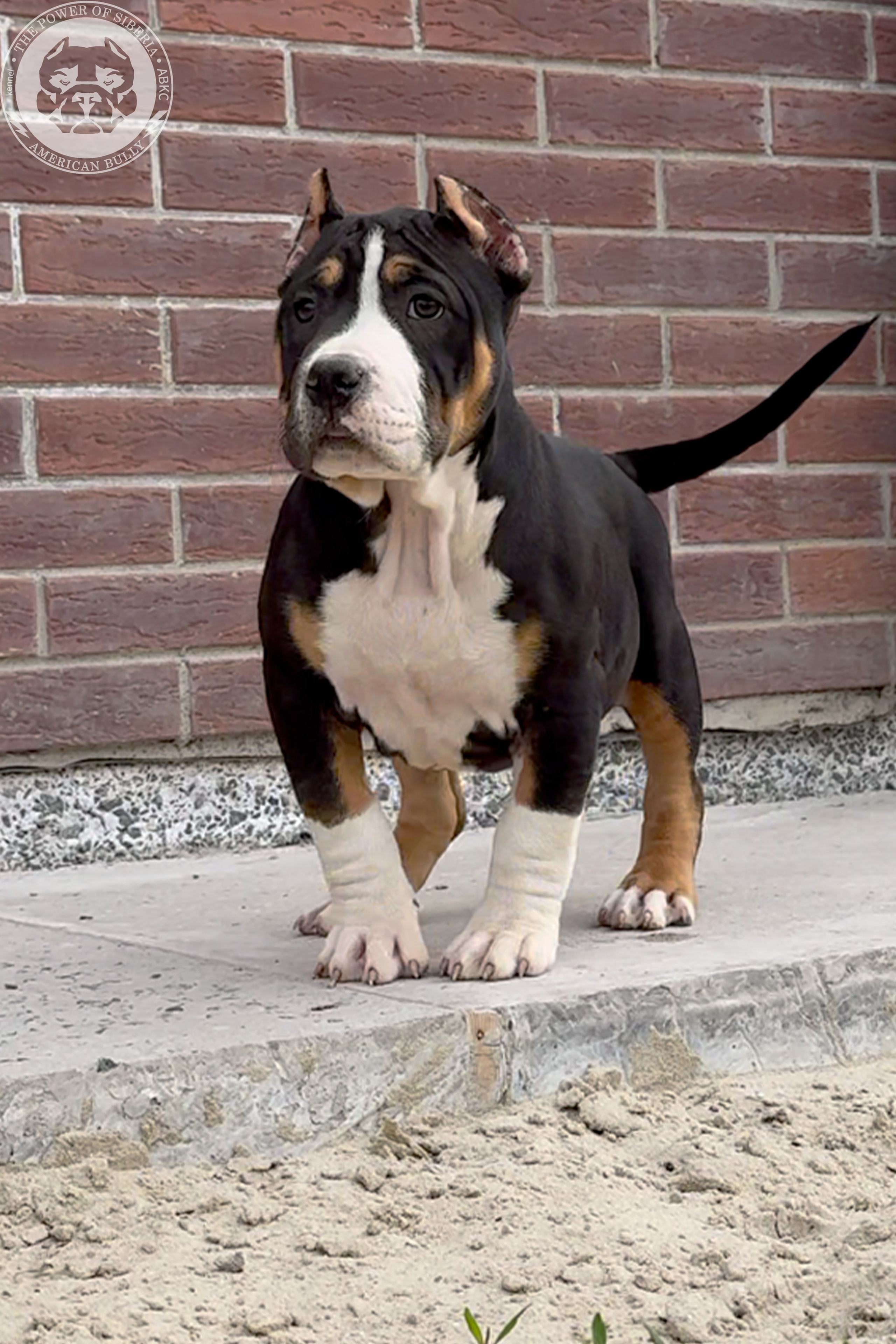 Свободные щенки Американский Булли, в типах покет, классик, стандарт. Американский Булли в г. Ростов-на-Дону. Питомник THE POWER OF SIBERIA