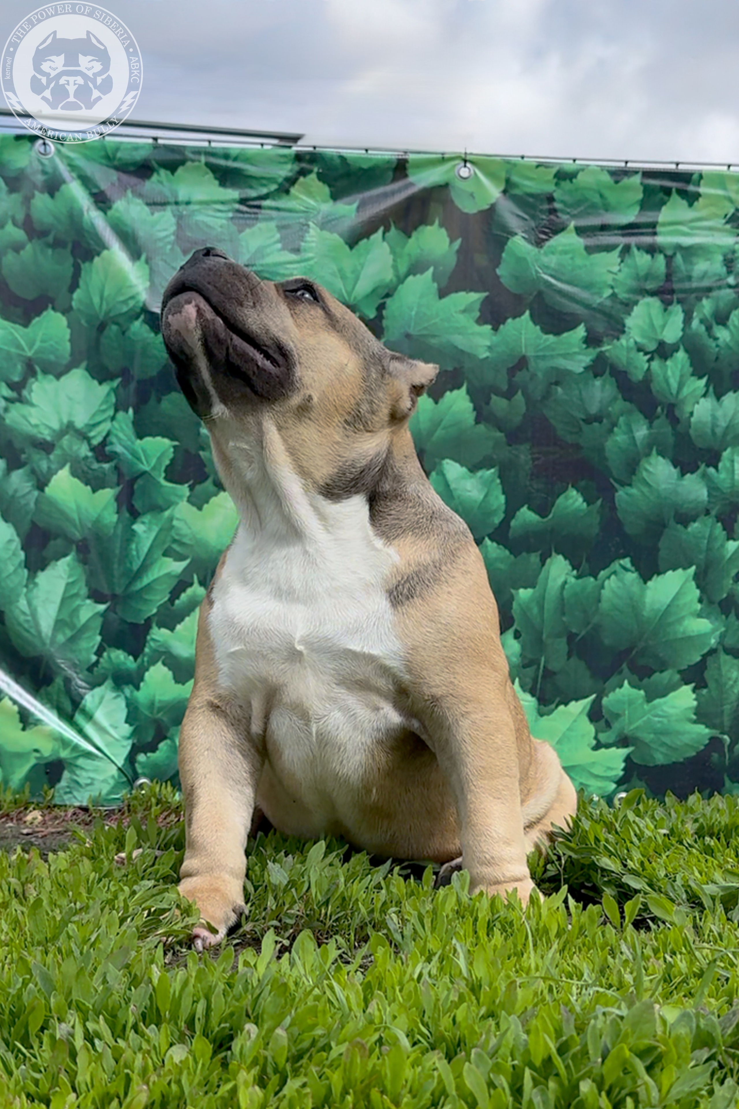 Свободные щенки Американский Булли, в типах покет, классик, стандарт. Американский Булли в г. Ростов-на-Дону. Питомник THE POWER OF SIBERIA