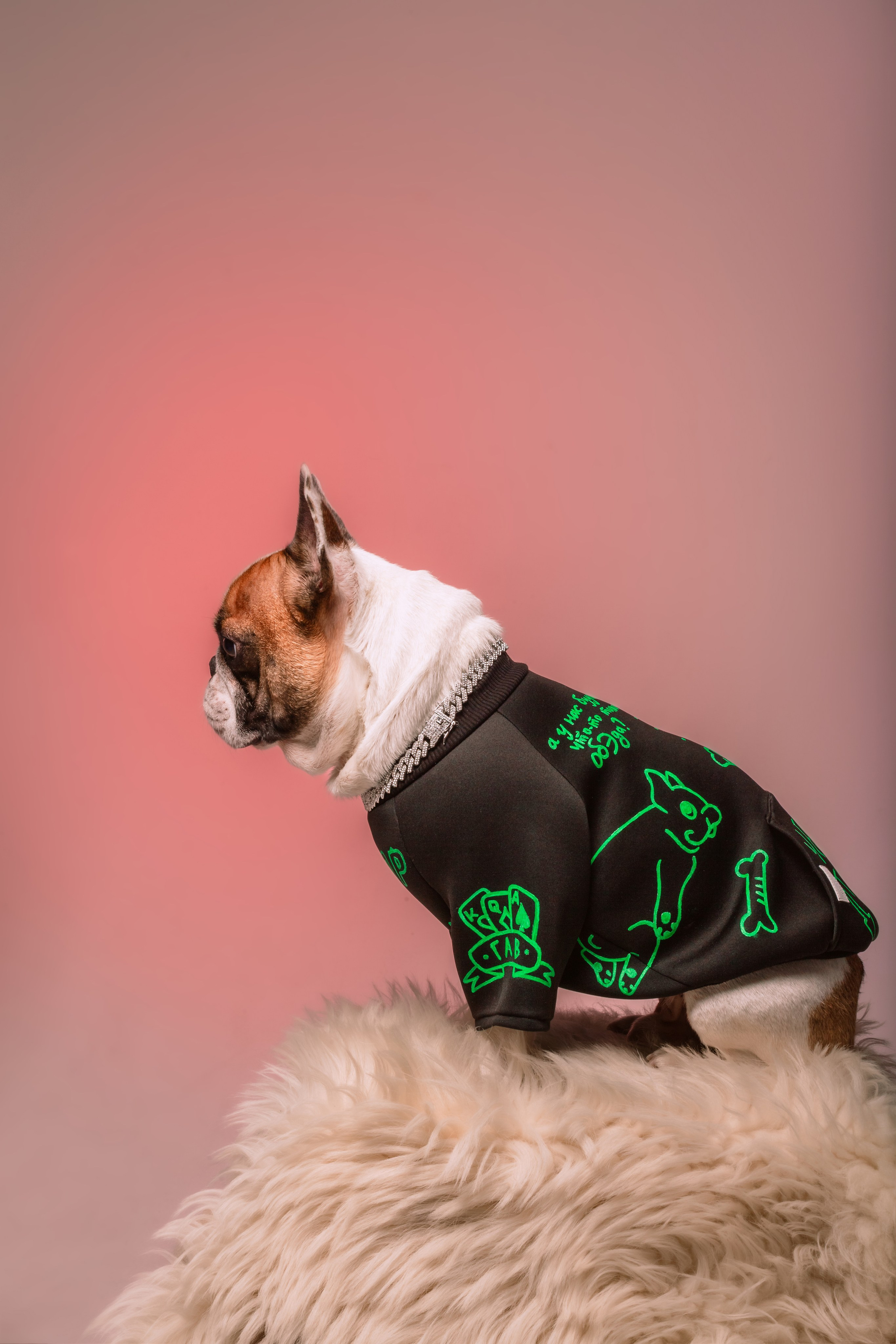 Студийная фотосессия с цветным светом. Фотограф-анималист Татьяна Степанова