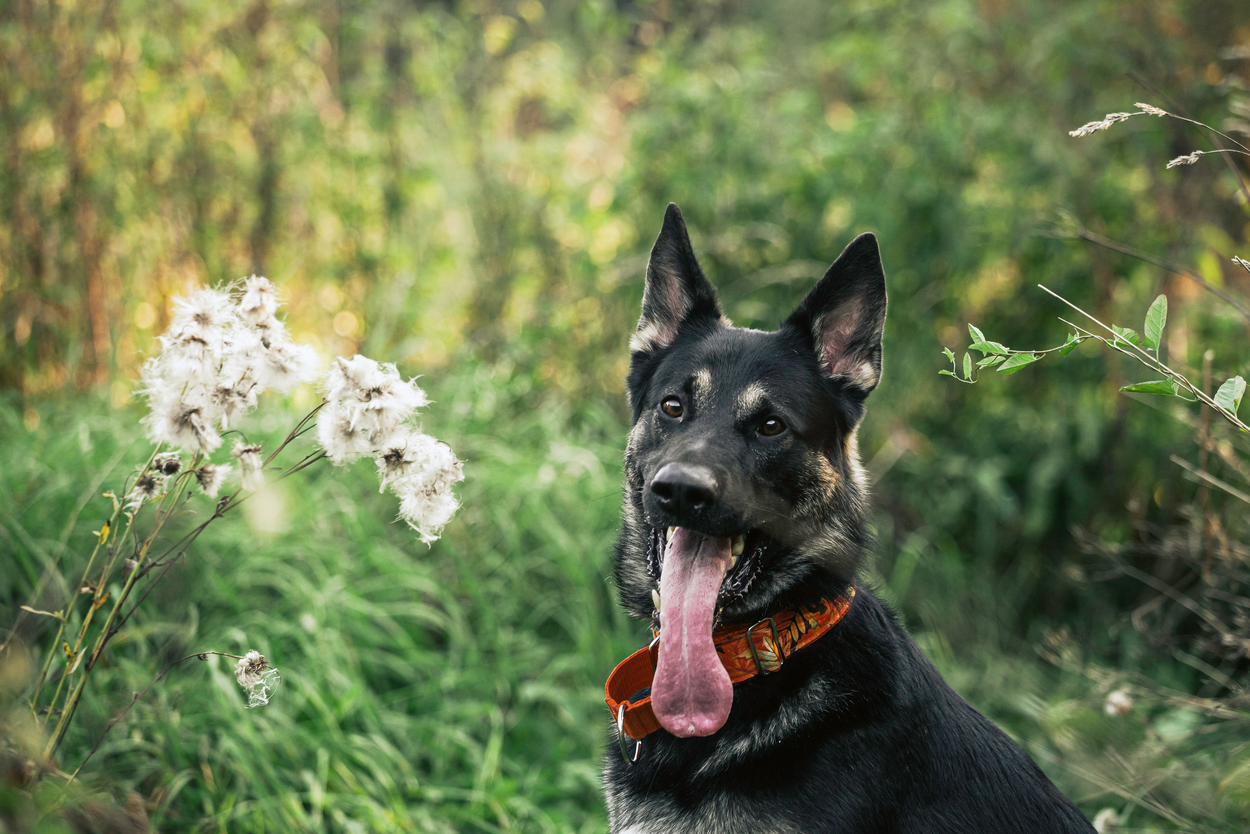 Илай. Фотограф-анималист Татьяна Степанова