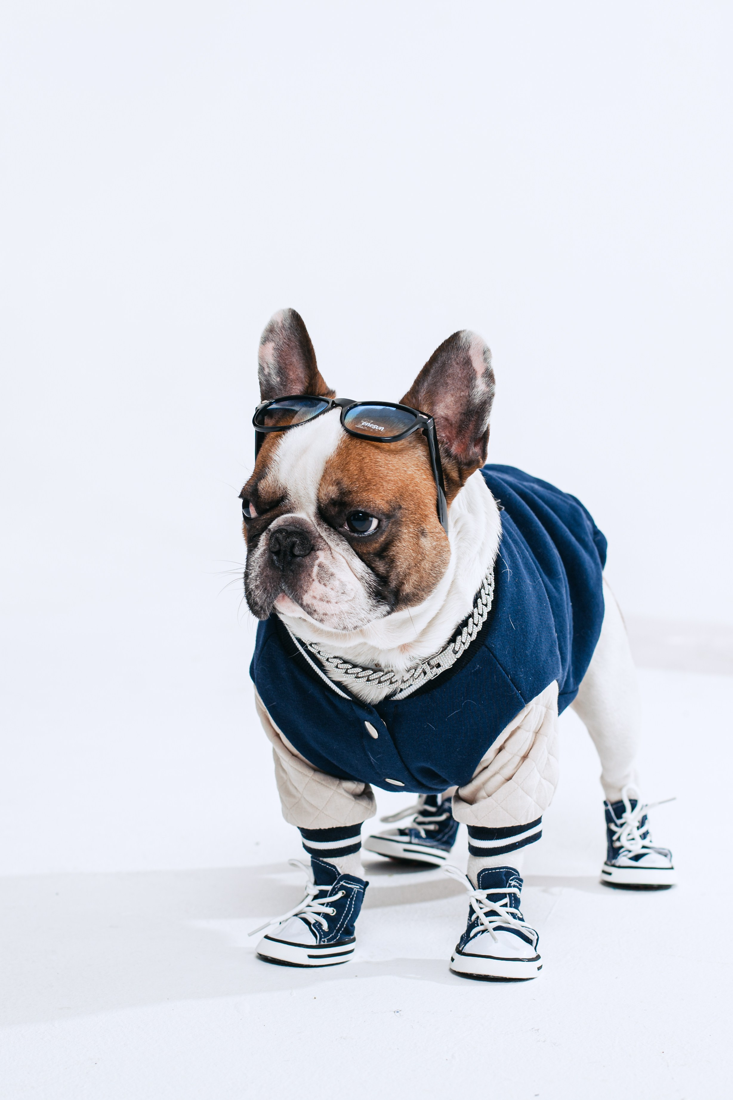 Пижамная вечеринка французских бульдогов и их хозяев. Фотограф-анималист Татьяна Степанова