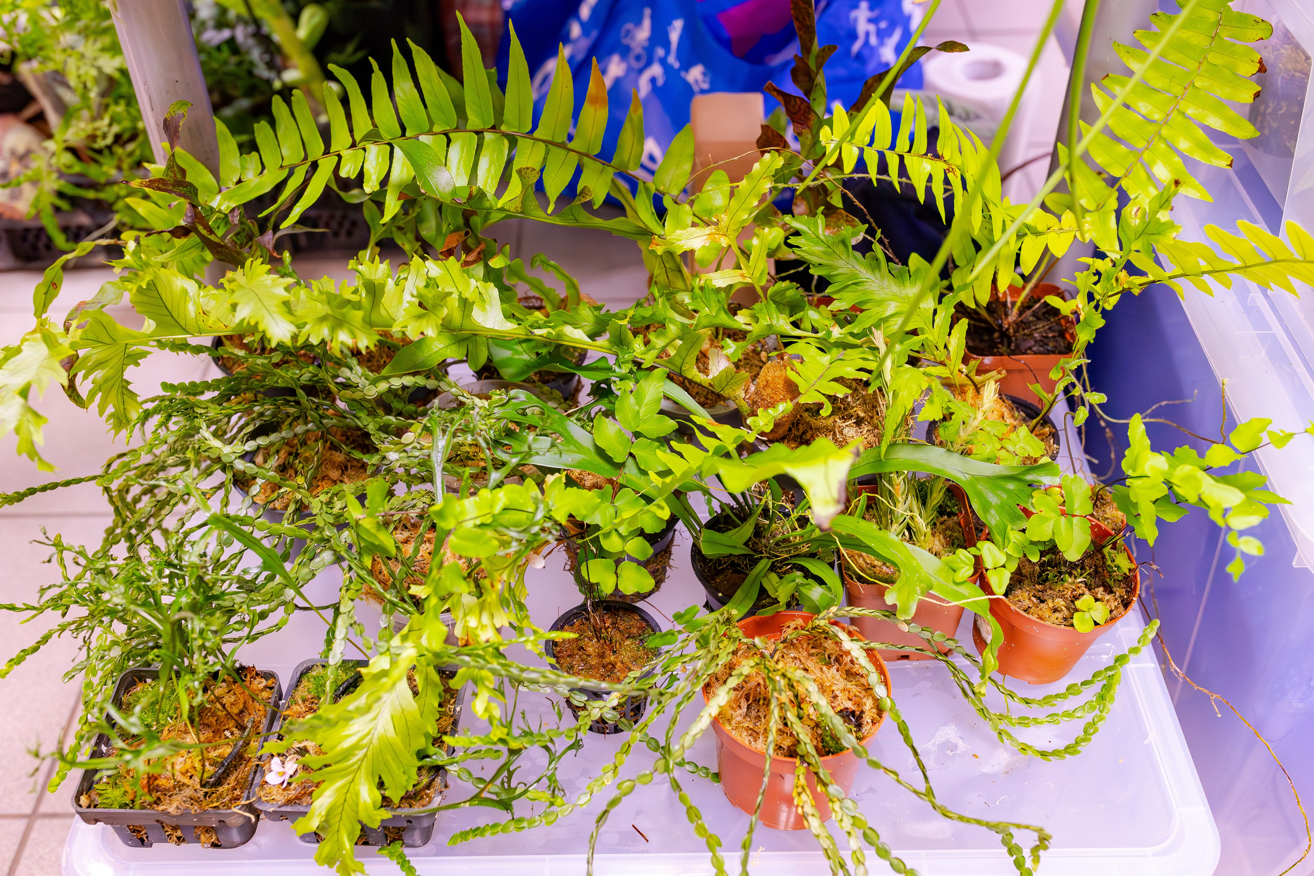 Орхидиум сентябрь 2025. Александра Куликова фотограф, Москва