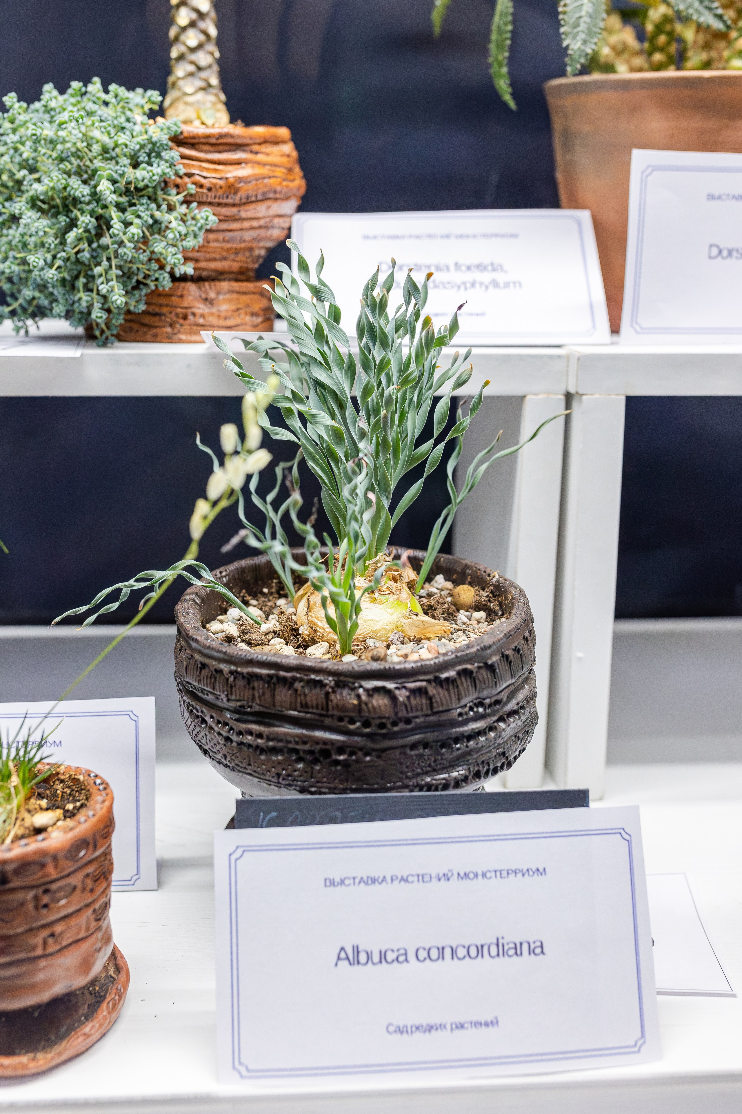 Монстериум апрель 2026. Александра Куликова фотограф, Москва