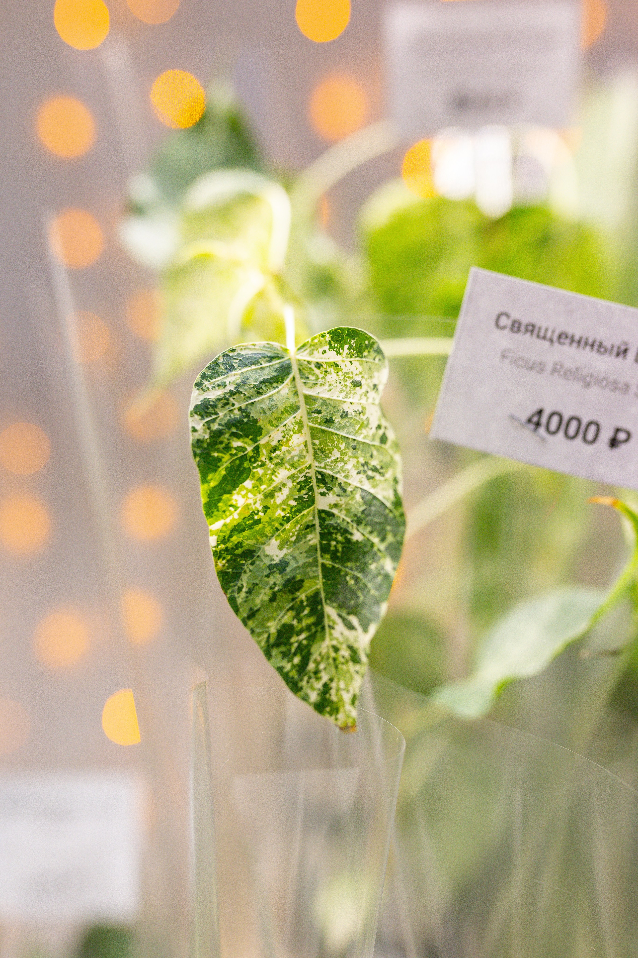 Орхидиум 12.2025. Александра Куликова фотограф, Москва