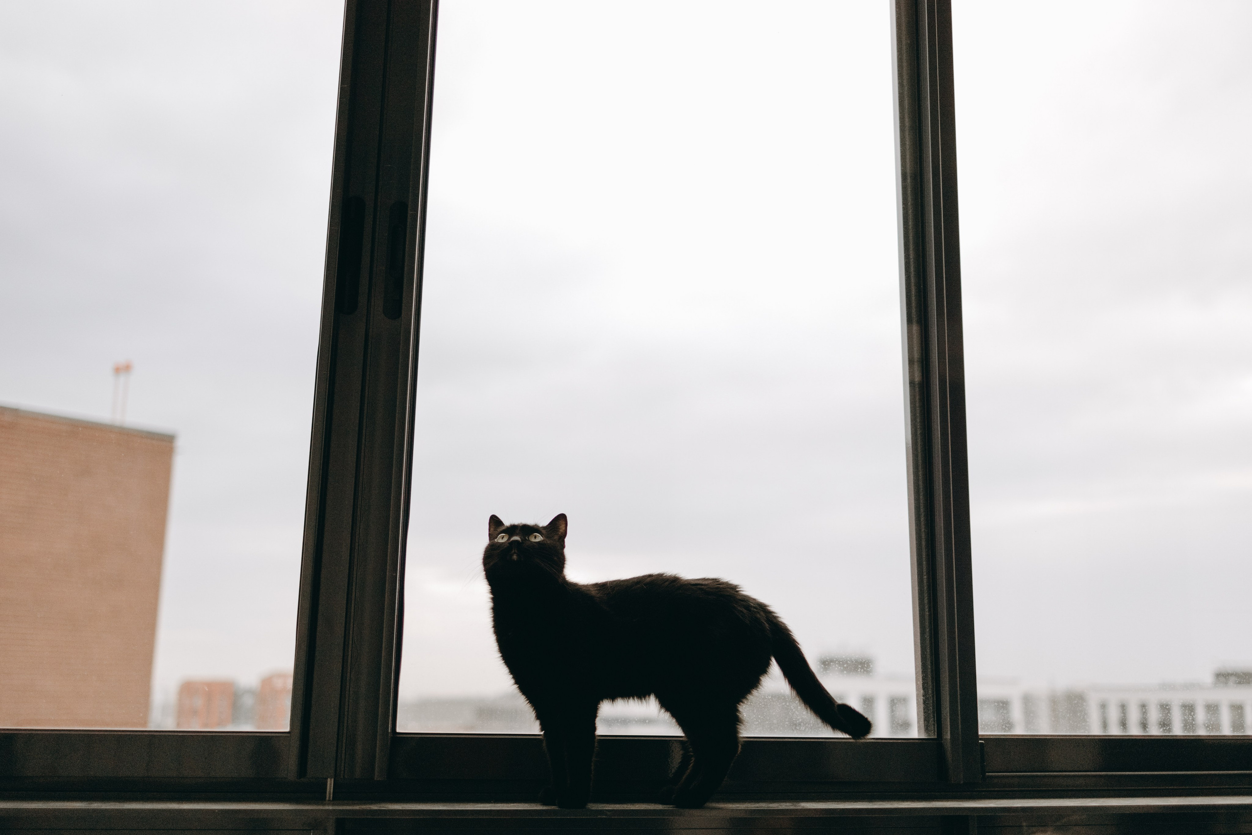 Настя, Никита и их Гром и Мяу. Фотограф — Анималист | Санкт-Петербург