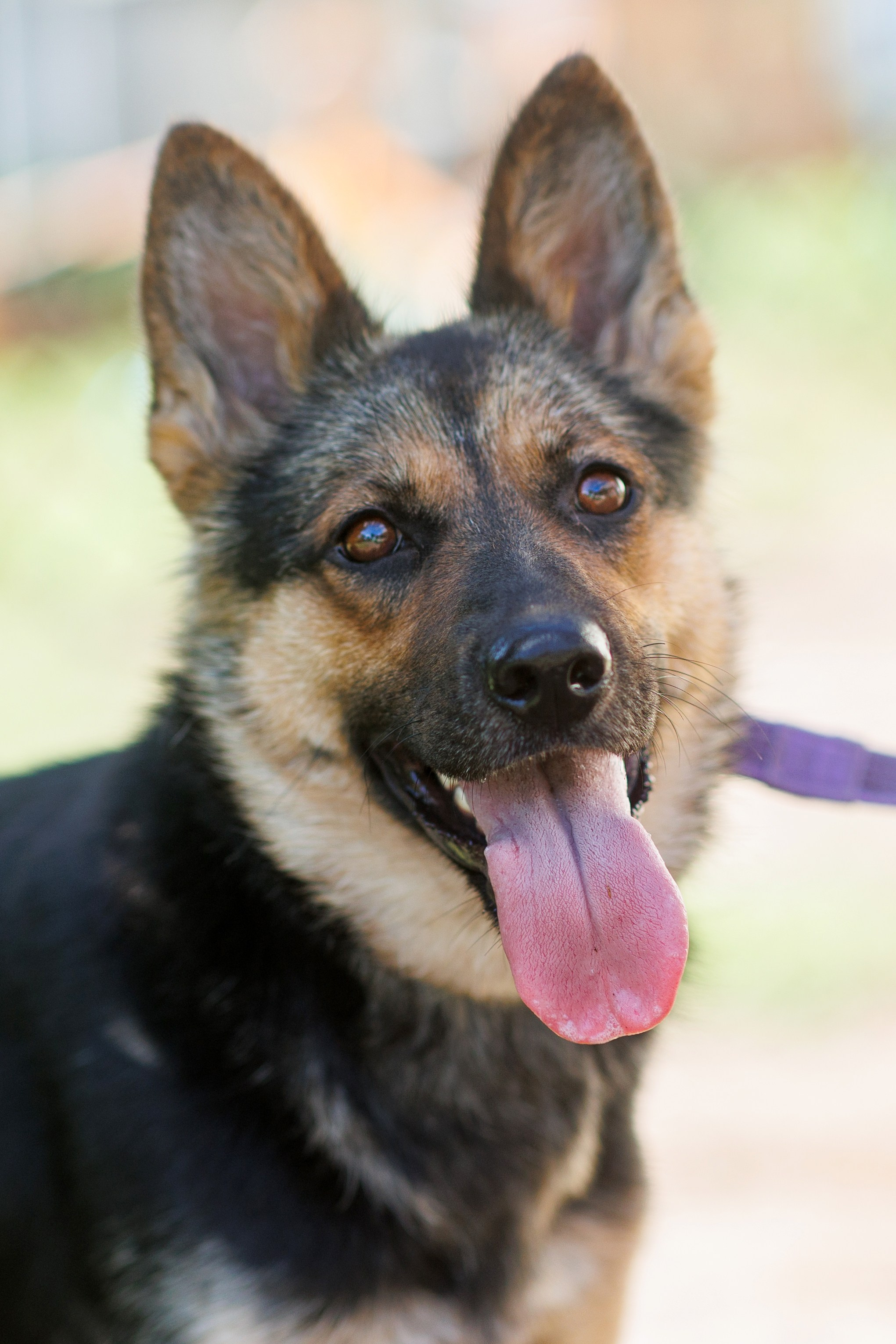 Животные. Фотограф в Твери и Москве Юлия Бахтамова