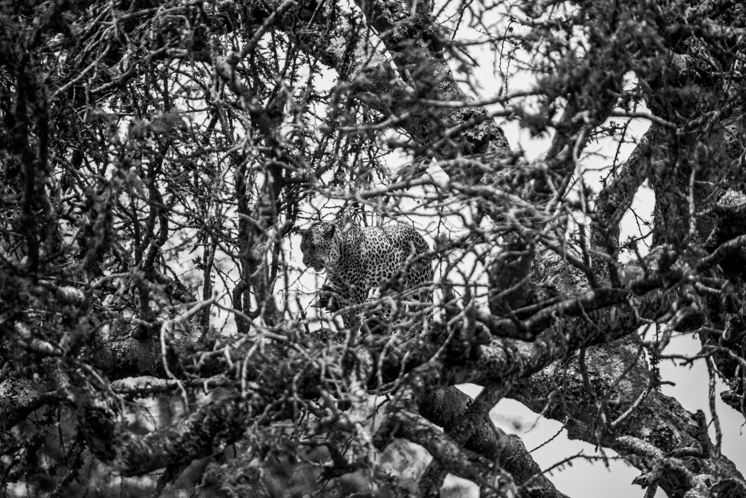 Танзания. Добродеева Алла фотограф, Москва