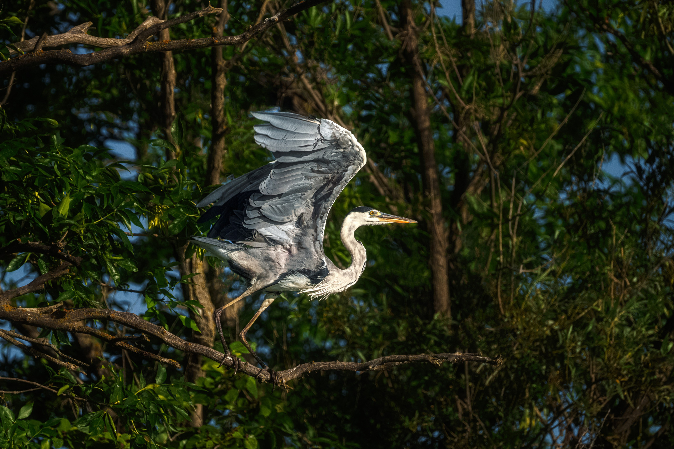 Золотые лотосы. Июль