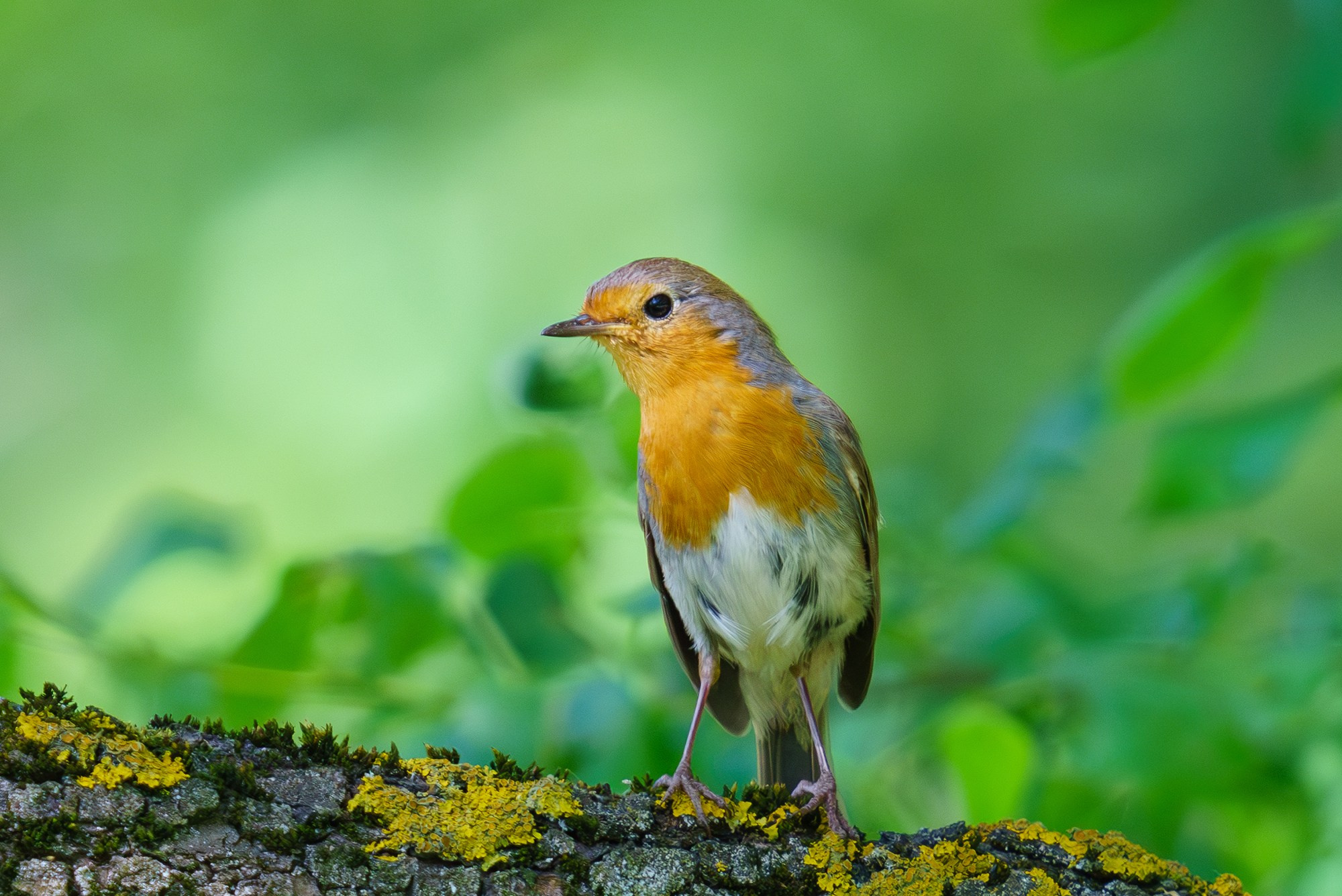 Удивительные мир птиц. Вокруг нас столько прекрасного — присмотритесь!. Ваш личный фотограф Марина Волкова