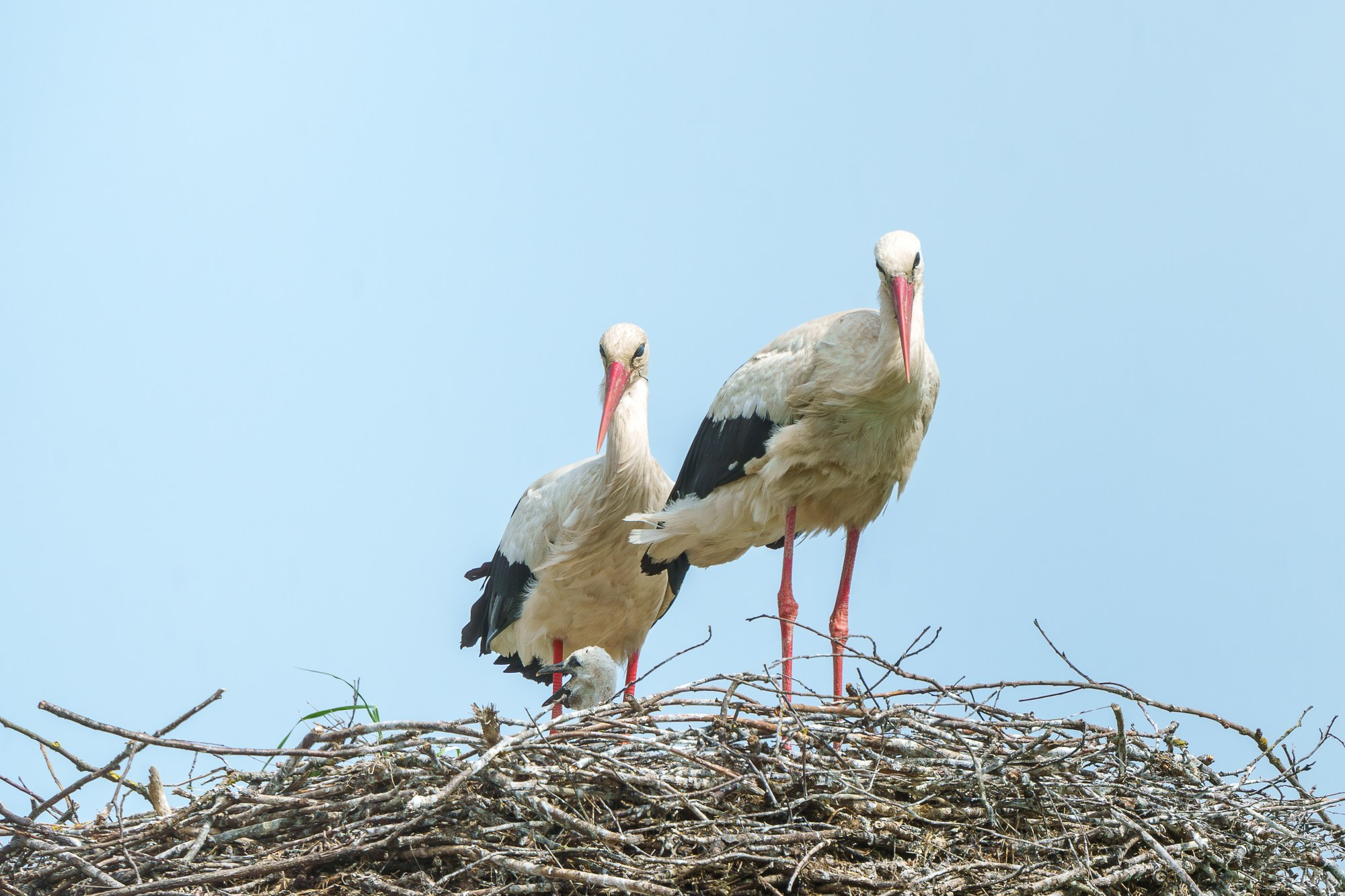 Удивительные мир птиц. Вокруг нас столько прекрасного — присмотритесь!. Ваш личный фотограф Марина Волкова