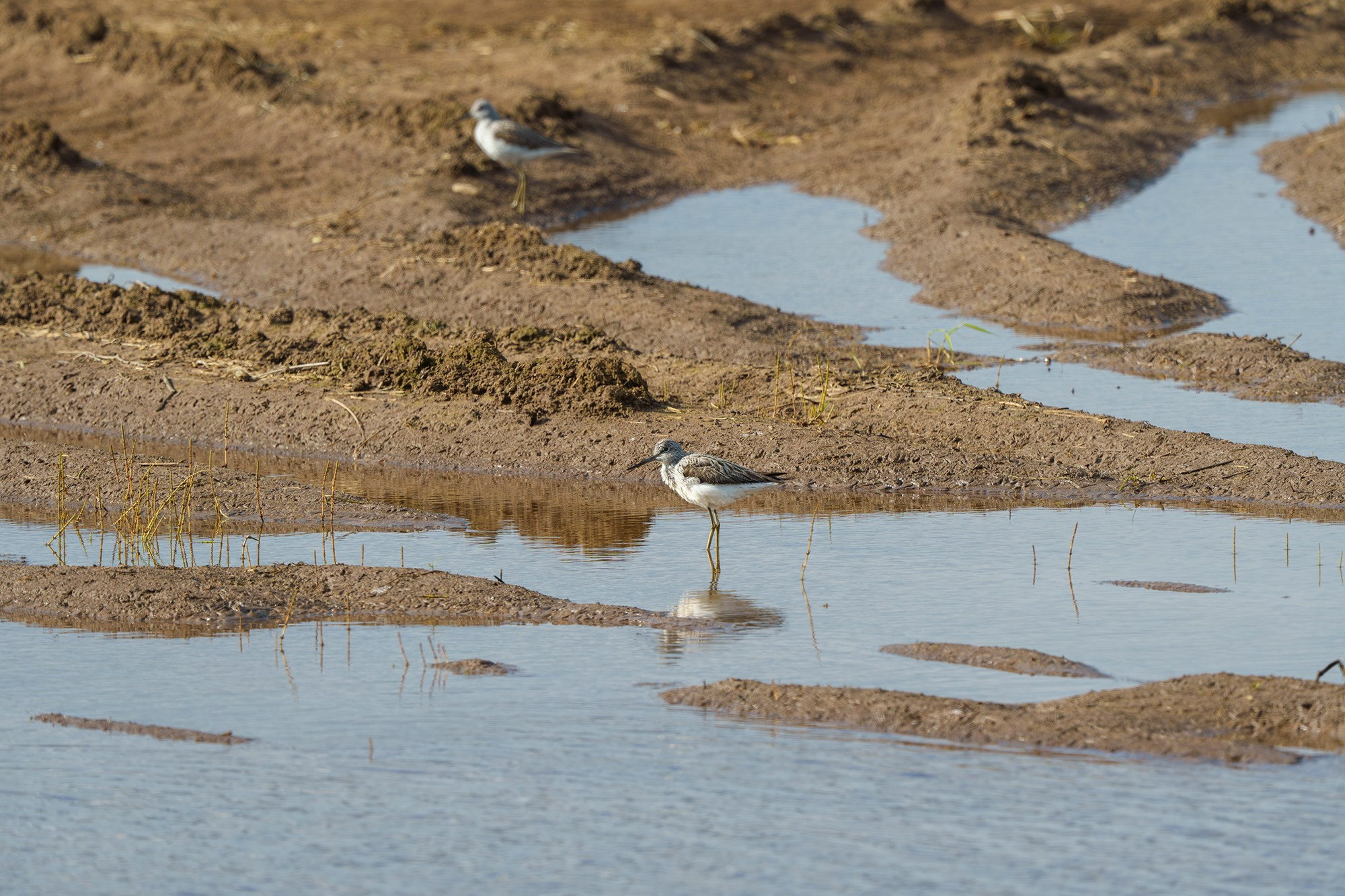Удивительные мир птиц. Вокруг нас столько прекрасного — присмотритесь!. Ваш личный фотограф Марина Волкова