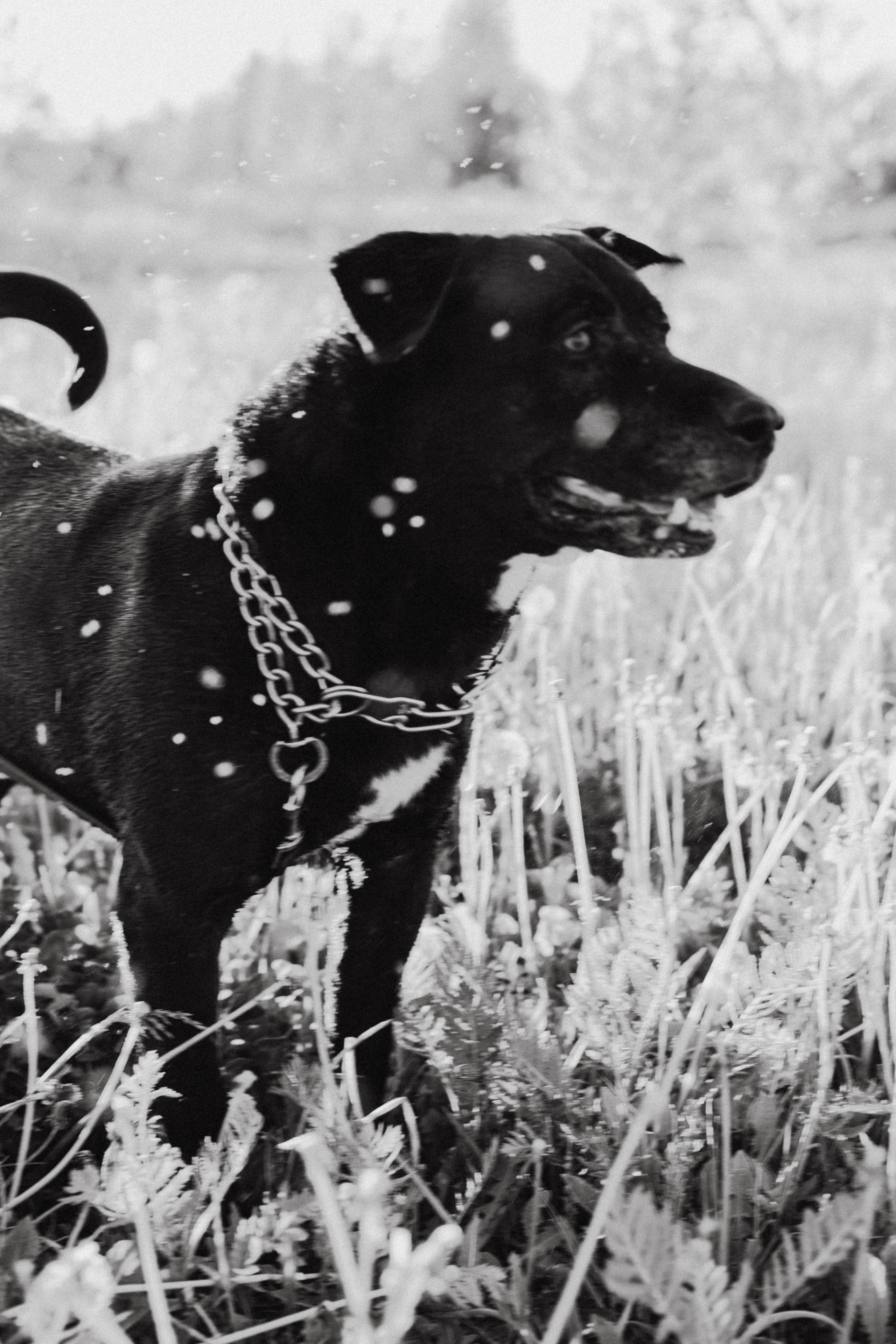 Гера и Примус. Фотограф в Нижнем Новгороде