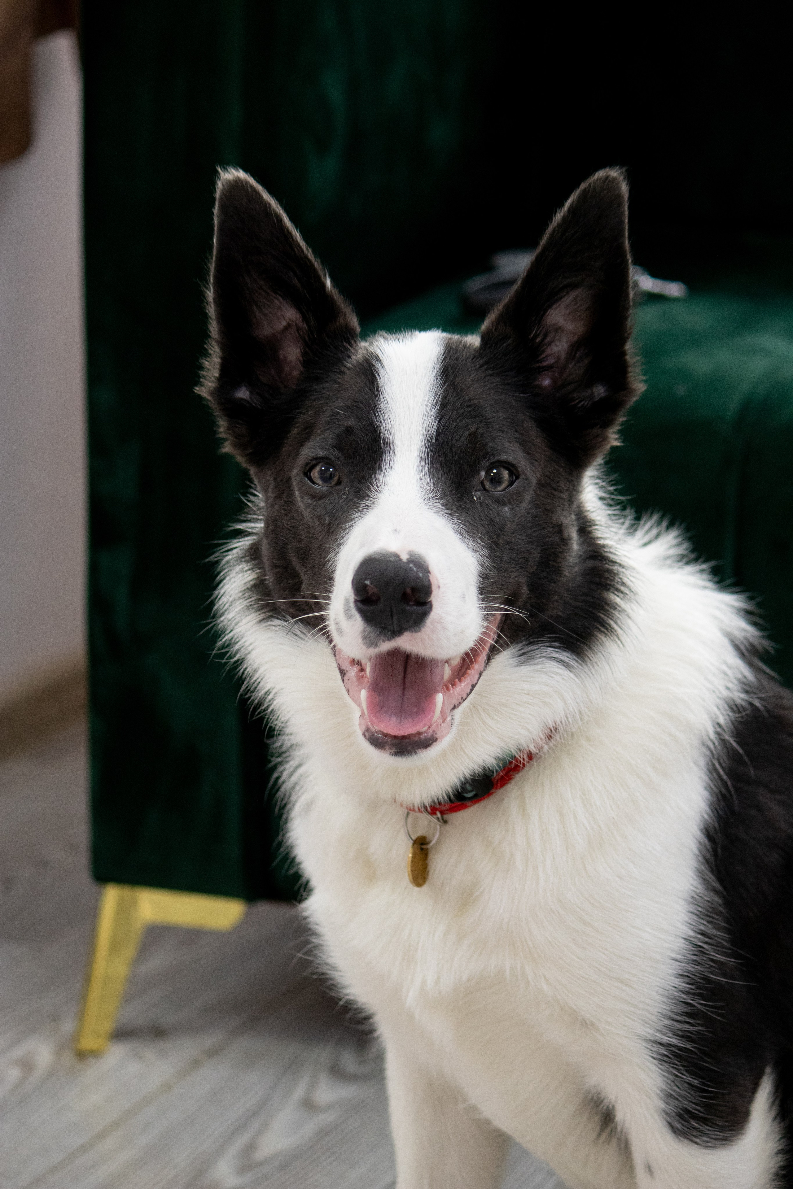 MOS`KA groom | Стрижки кошек и собак | НН. Фотограф в Нижнем Новгороде Екатерина Хисматулина