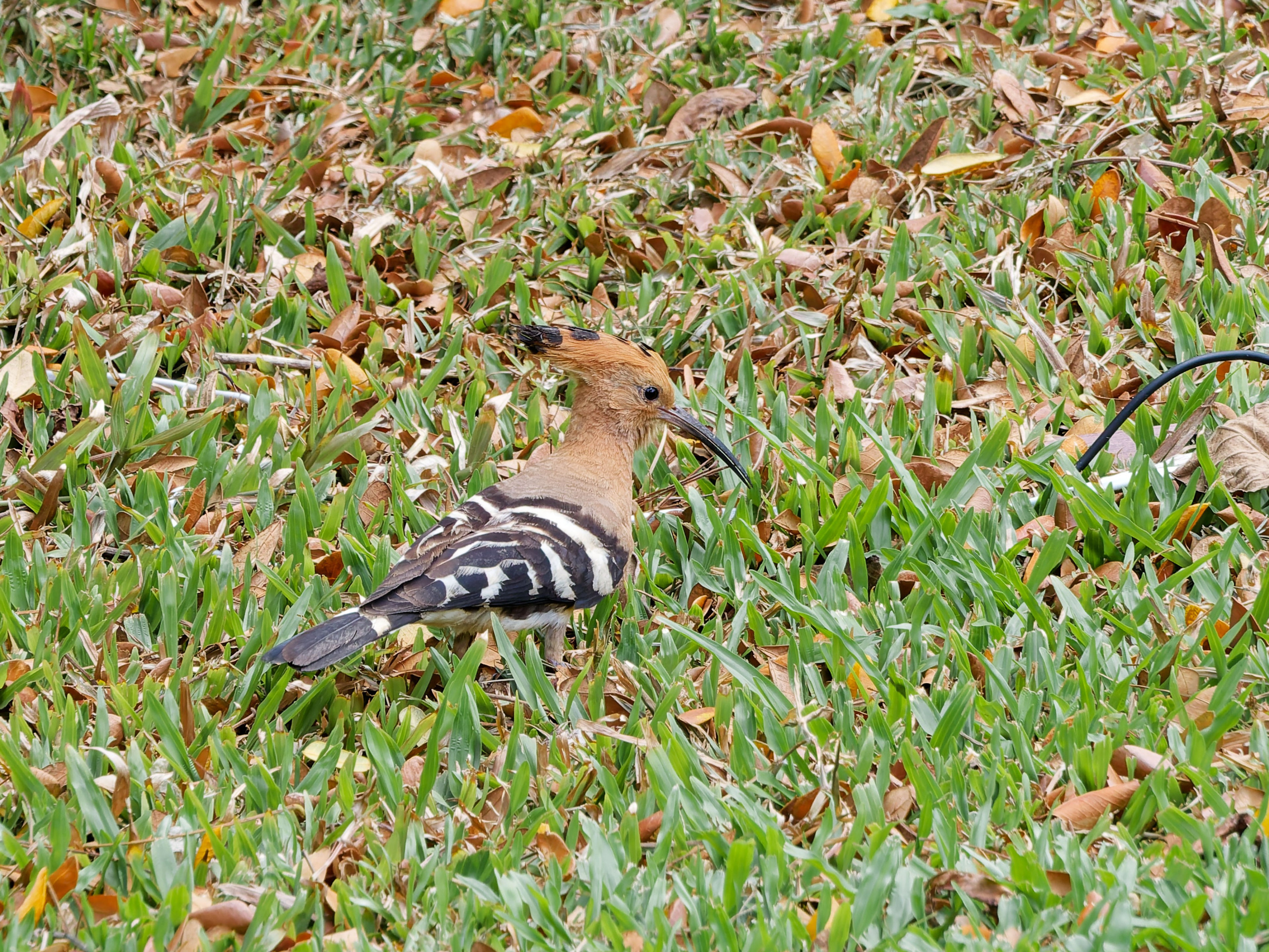Хайнань 2026, птицы острова. Фотопрогулки по Миру