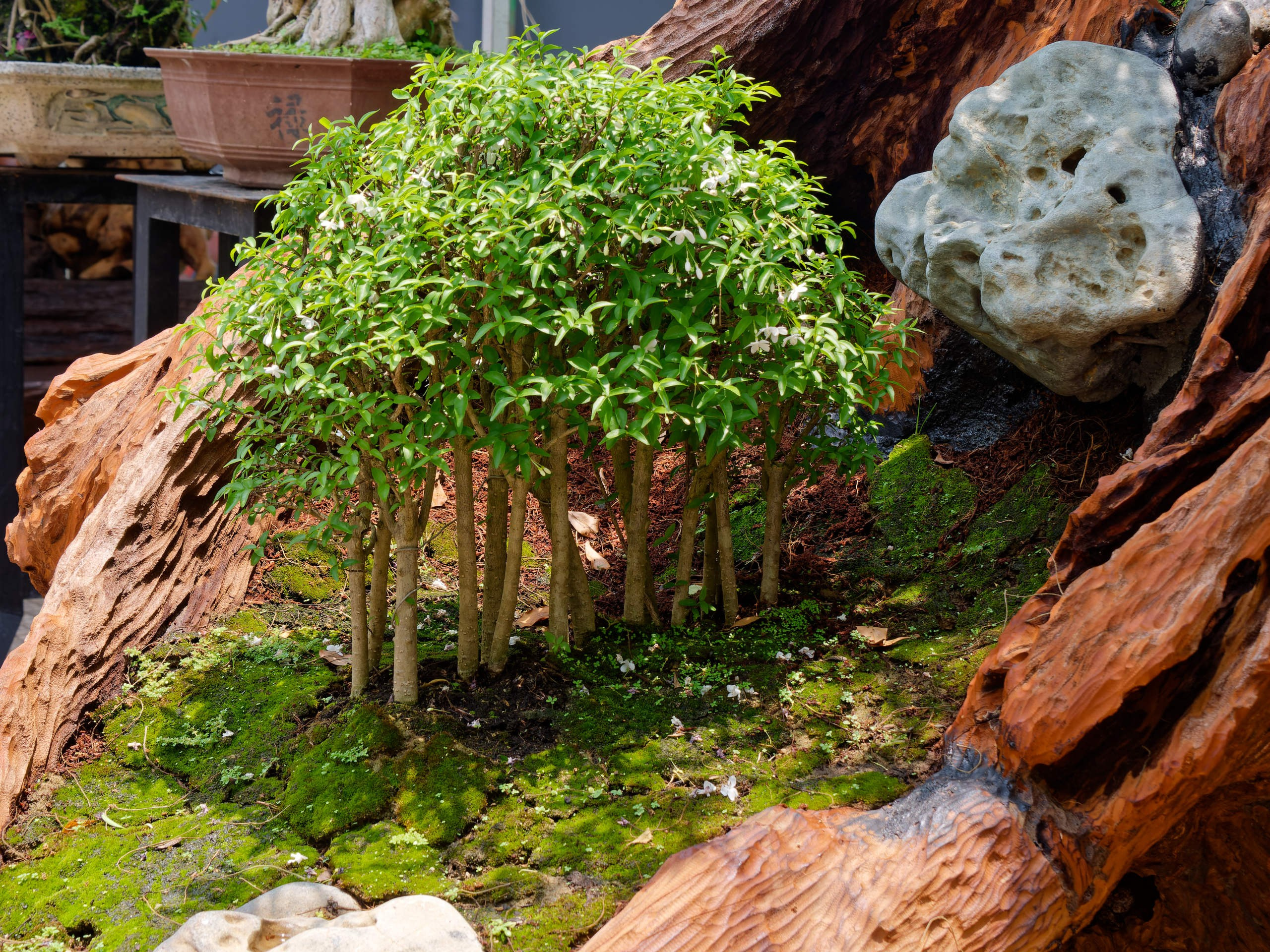 Нячанг 2025 (7). Избранные фотографии