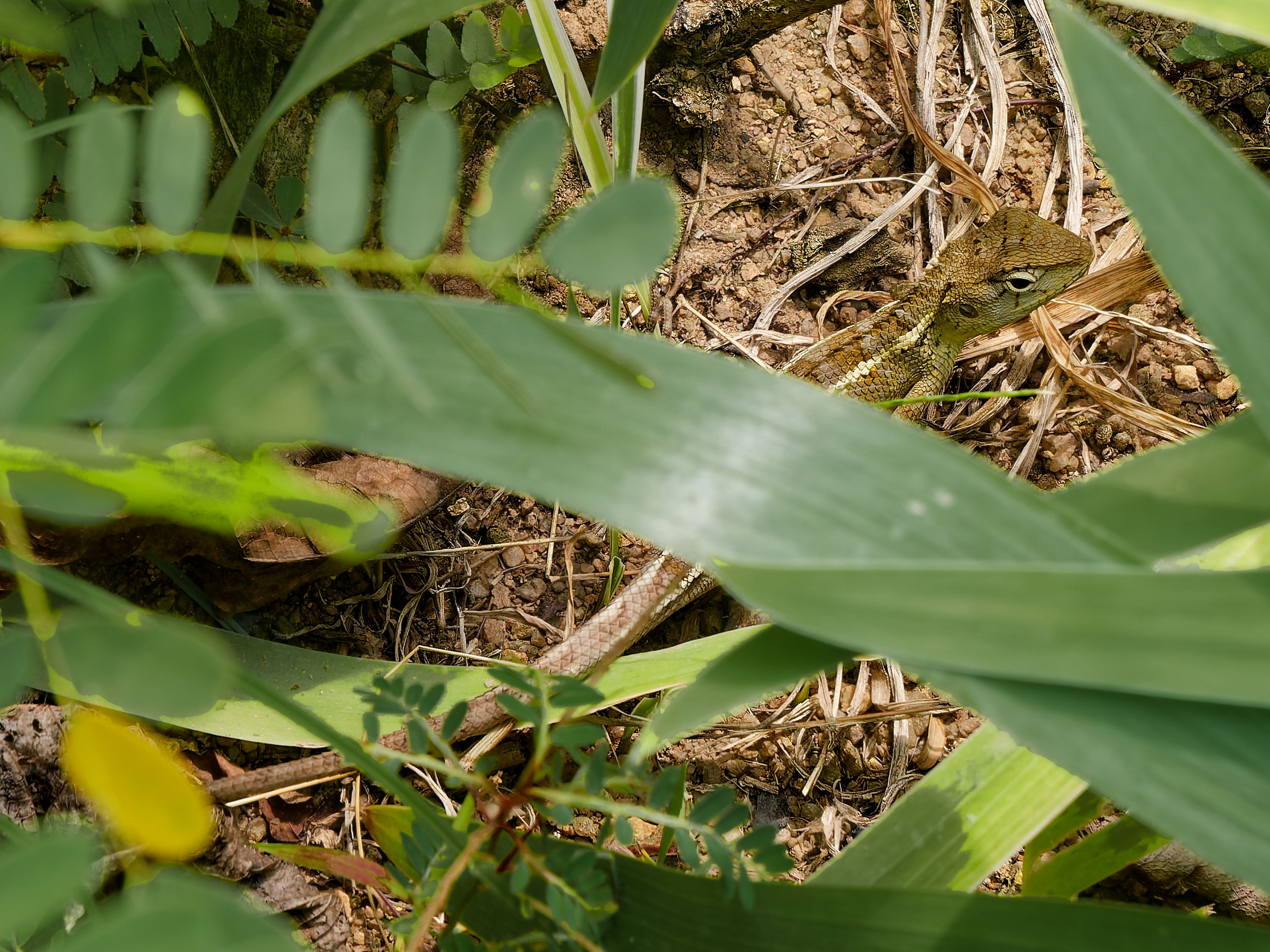 Хайнань 2026, прочая фауна, насекомые. Фотопрогулки по Миру