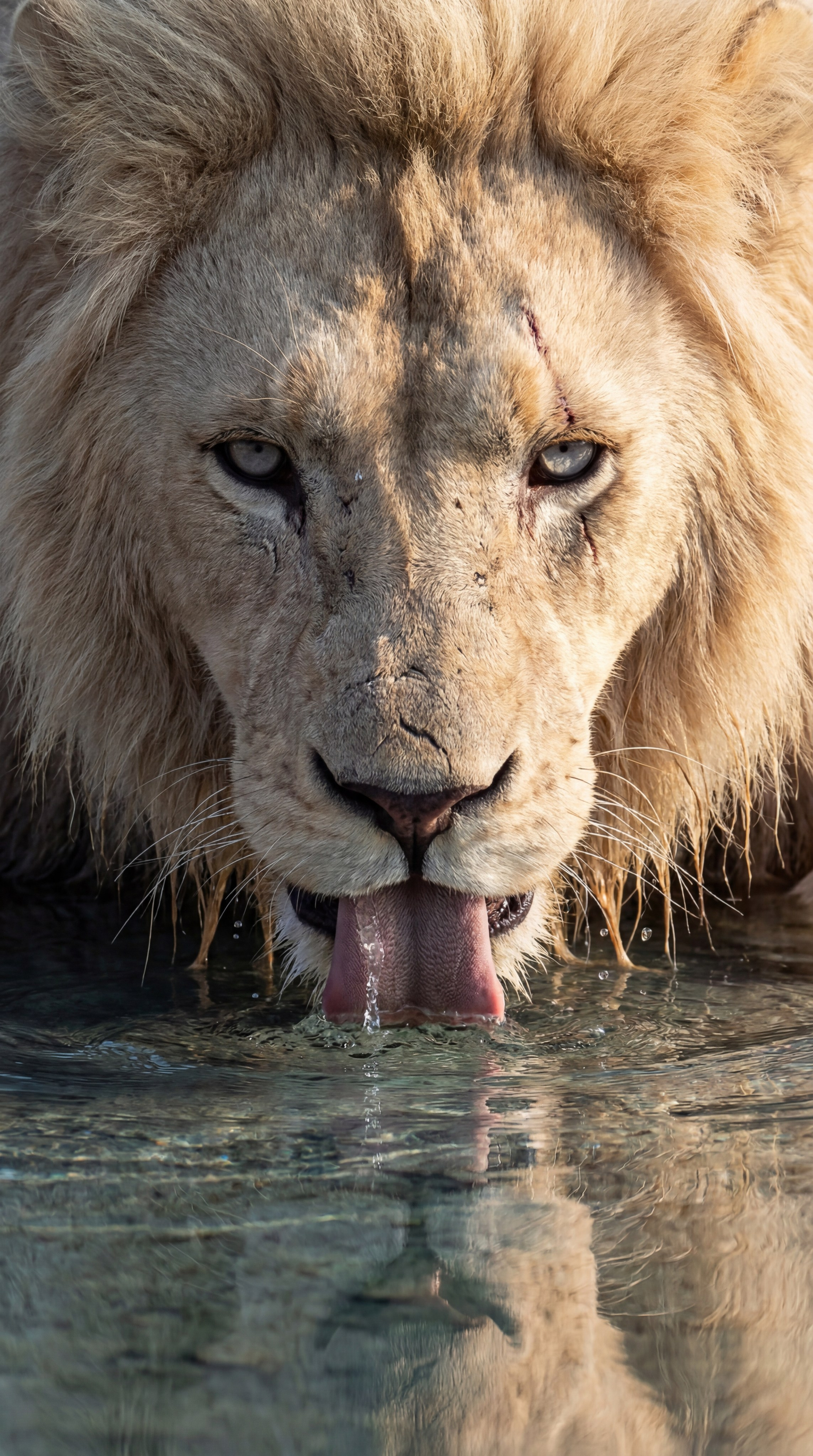 Животные фотогенерации. AI‑креатор: фото‑ и видео‑креативы на нейросетях