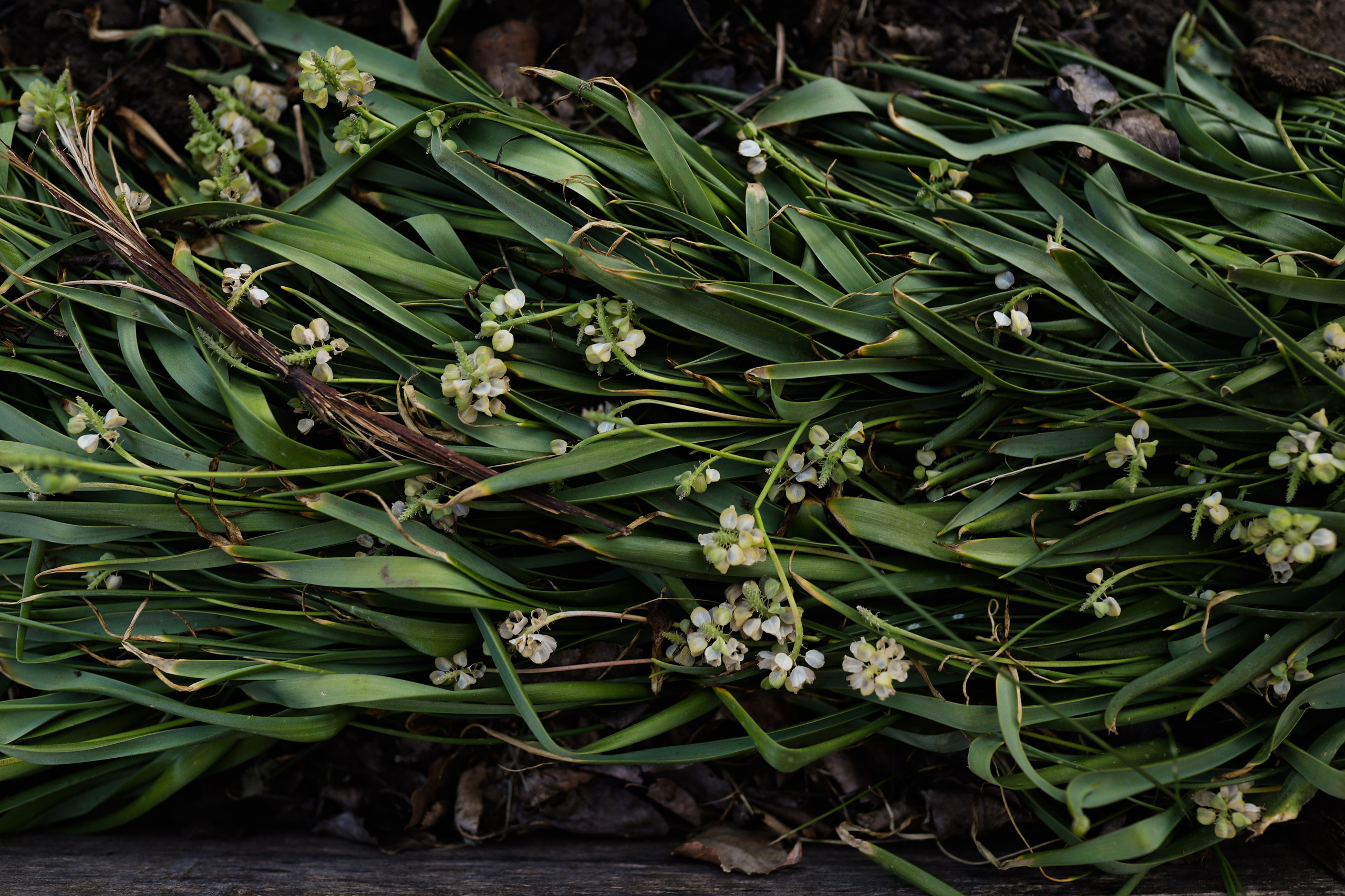 Садовый центр. Фотограф Эмилия Сафиуллина