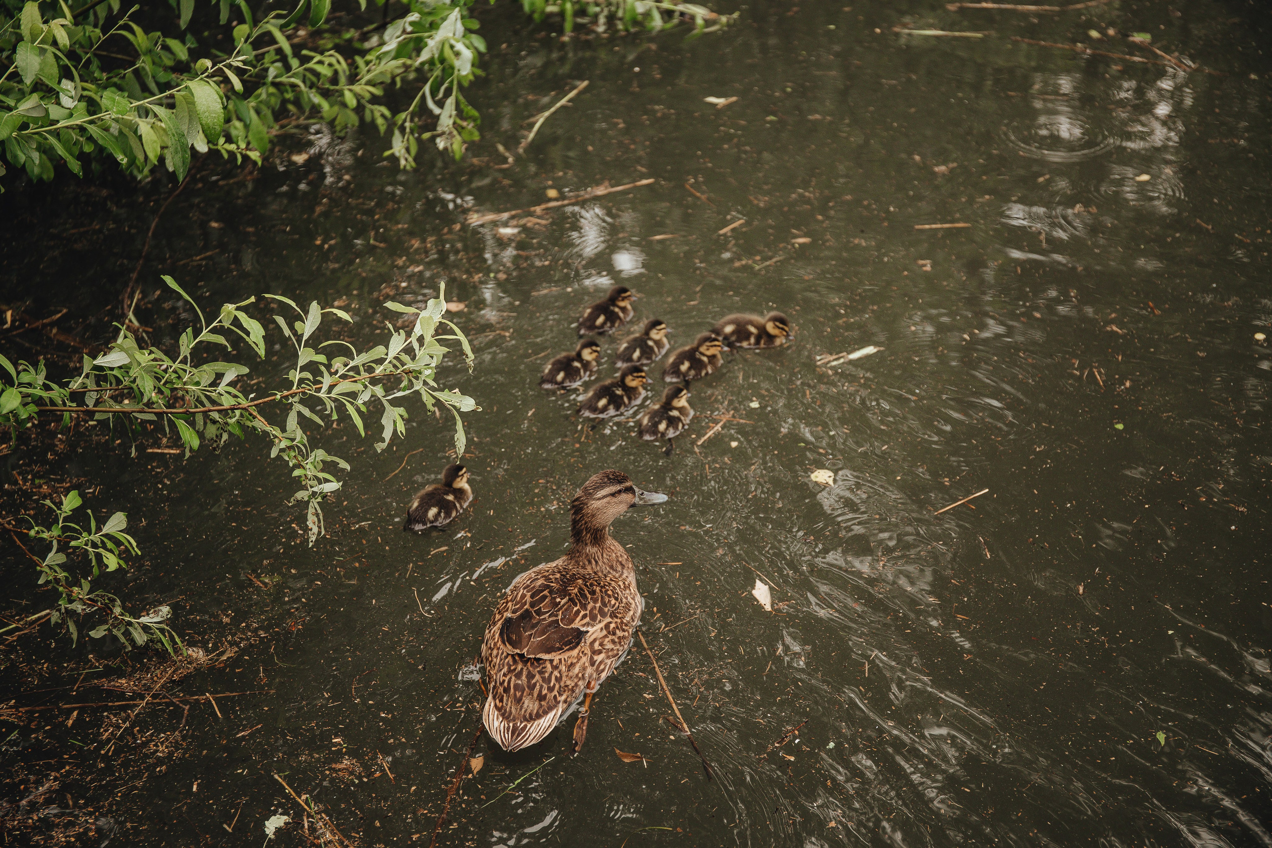 Ксюша & Женя. Розовая свадьба. Свадебный и семейный фотограф Пушкин Царское Село СПБ Питер Санкт-Петербург и Рязань Ольга Козлова