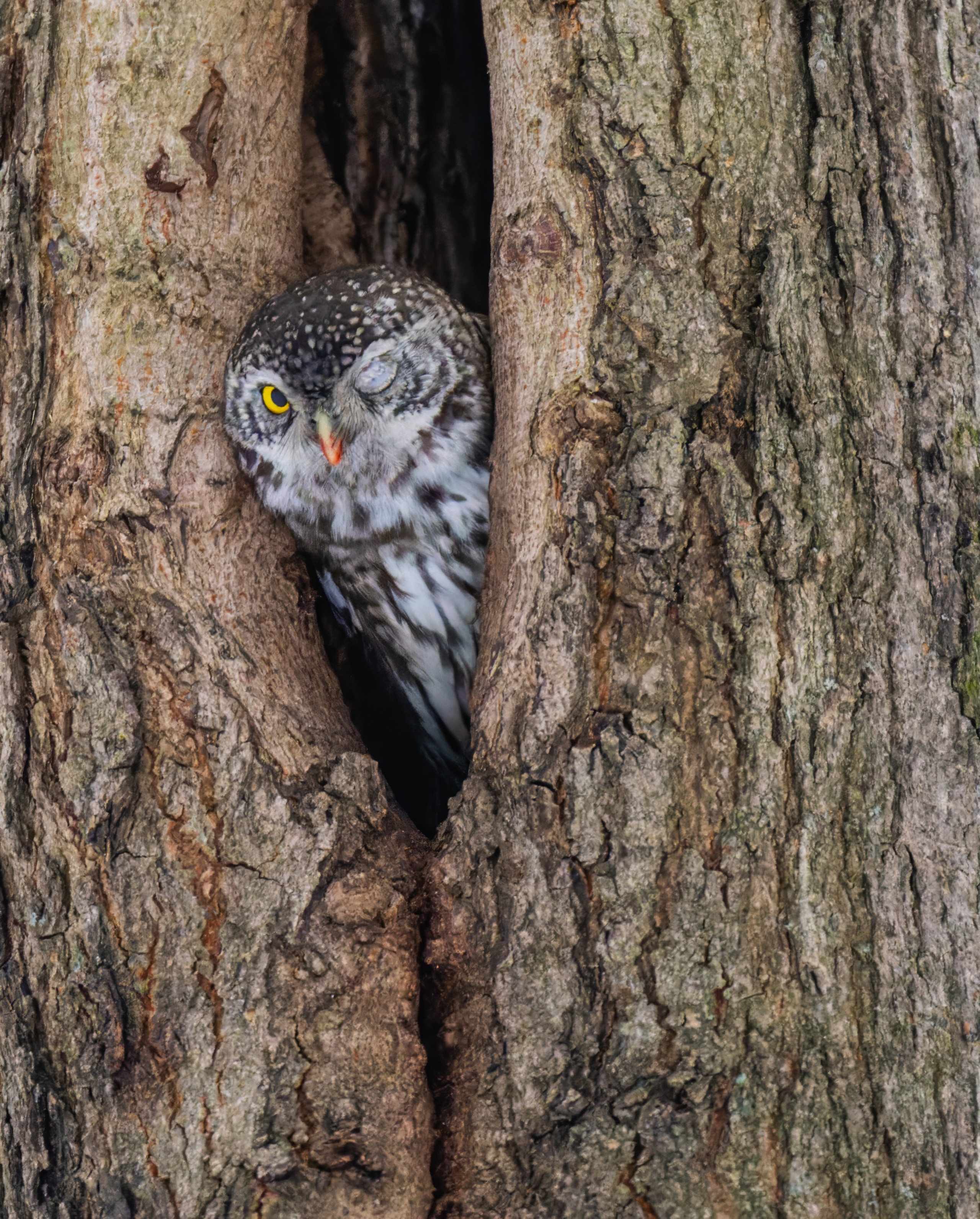 Достижения. Константин Дем | Фотограф