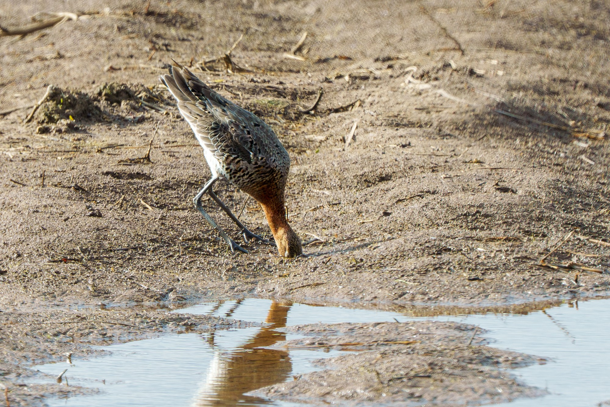 Удивительные мир птиц. Вокруг нас столько прекрасного — присмотритесь!. Ваш личный фотограф Марина Волкова