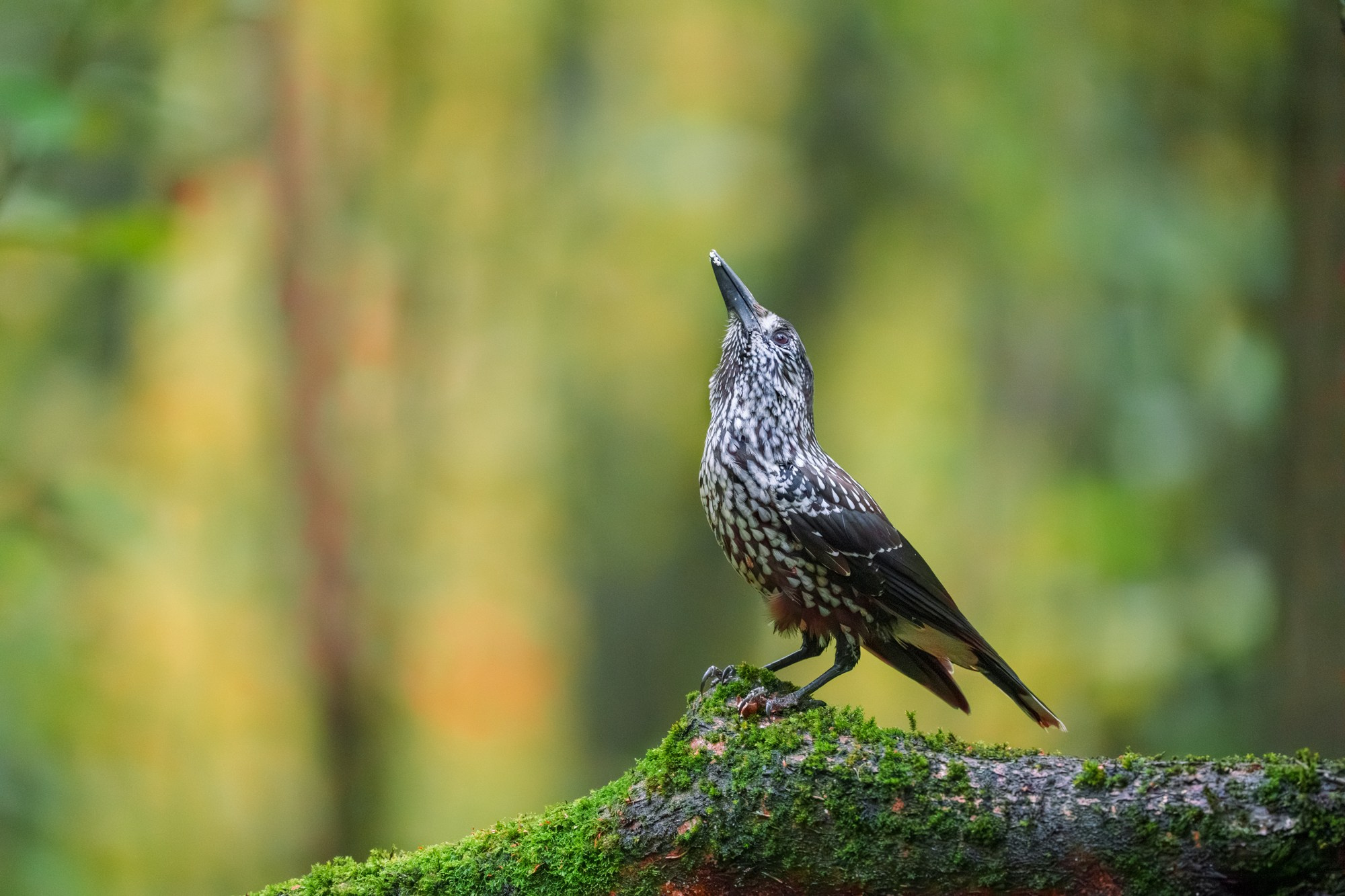 Удивительные мир птиц. Вокруг нас столько прекрасного — присмотритесь!. Ваш личный фотограф Марина Волкова