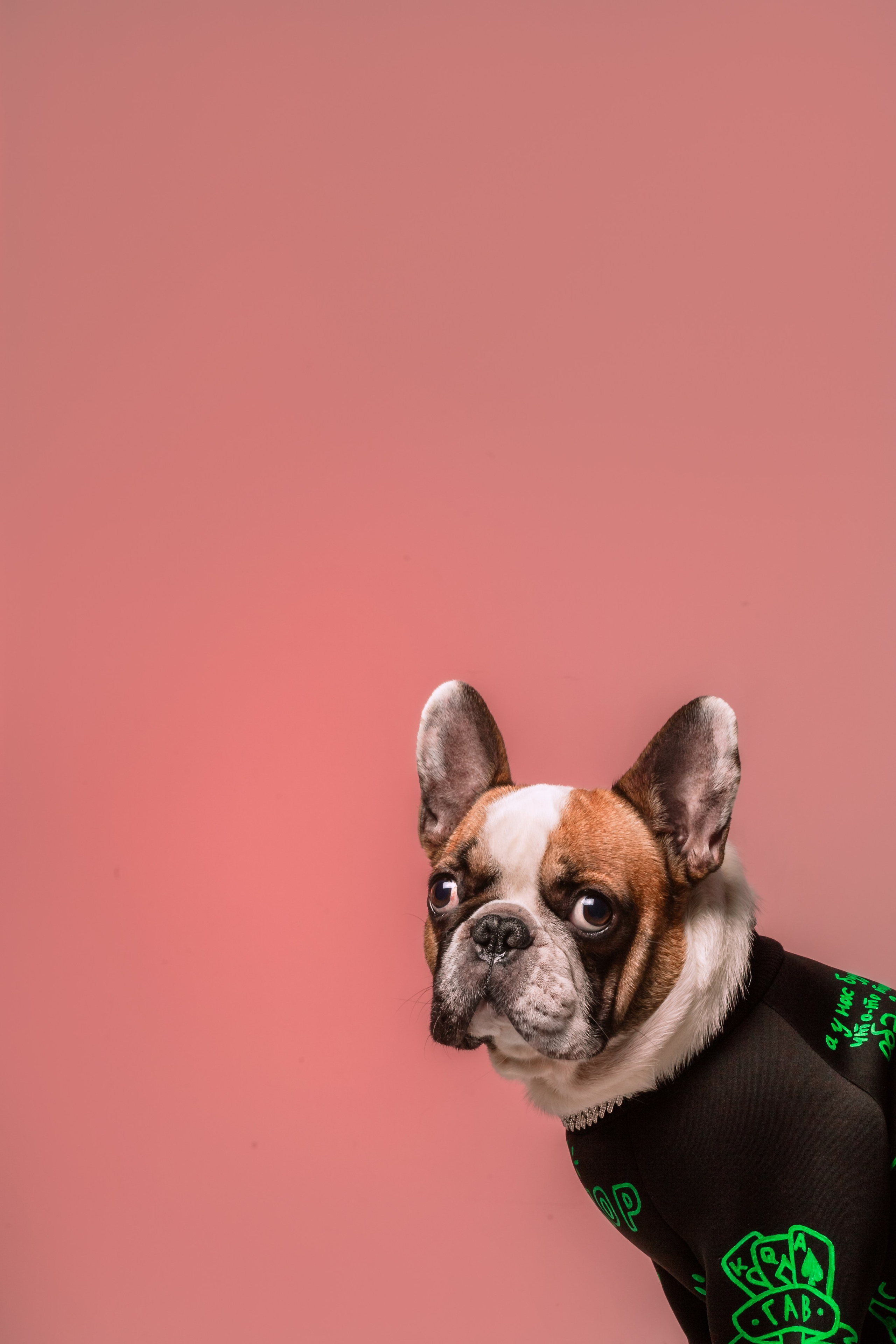 Студийная фотосессия с цветным светом. Фотограф-анималист Татьяна Степанова